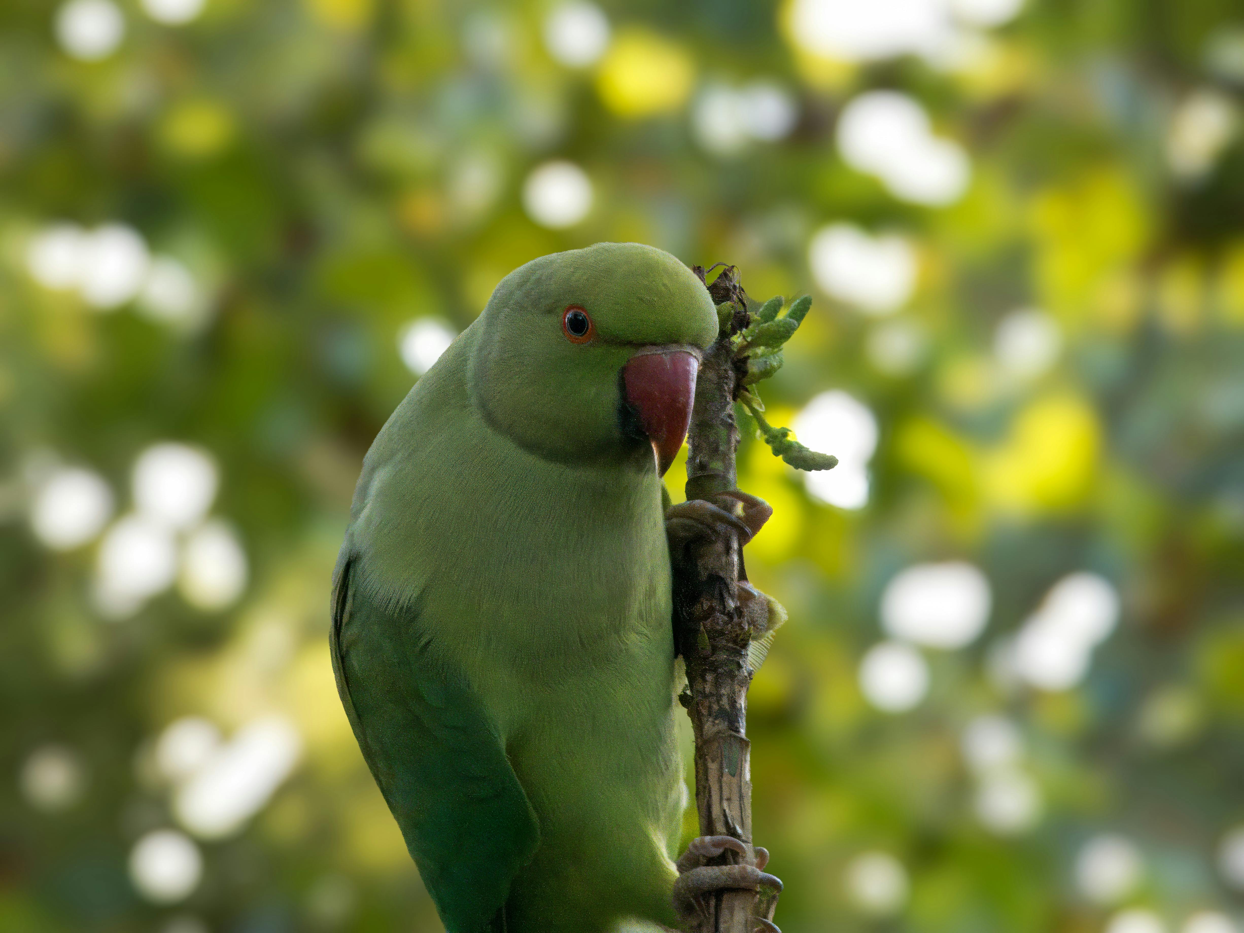 Parrotlet Playing