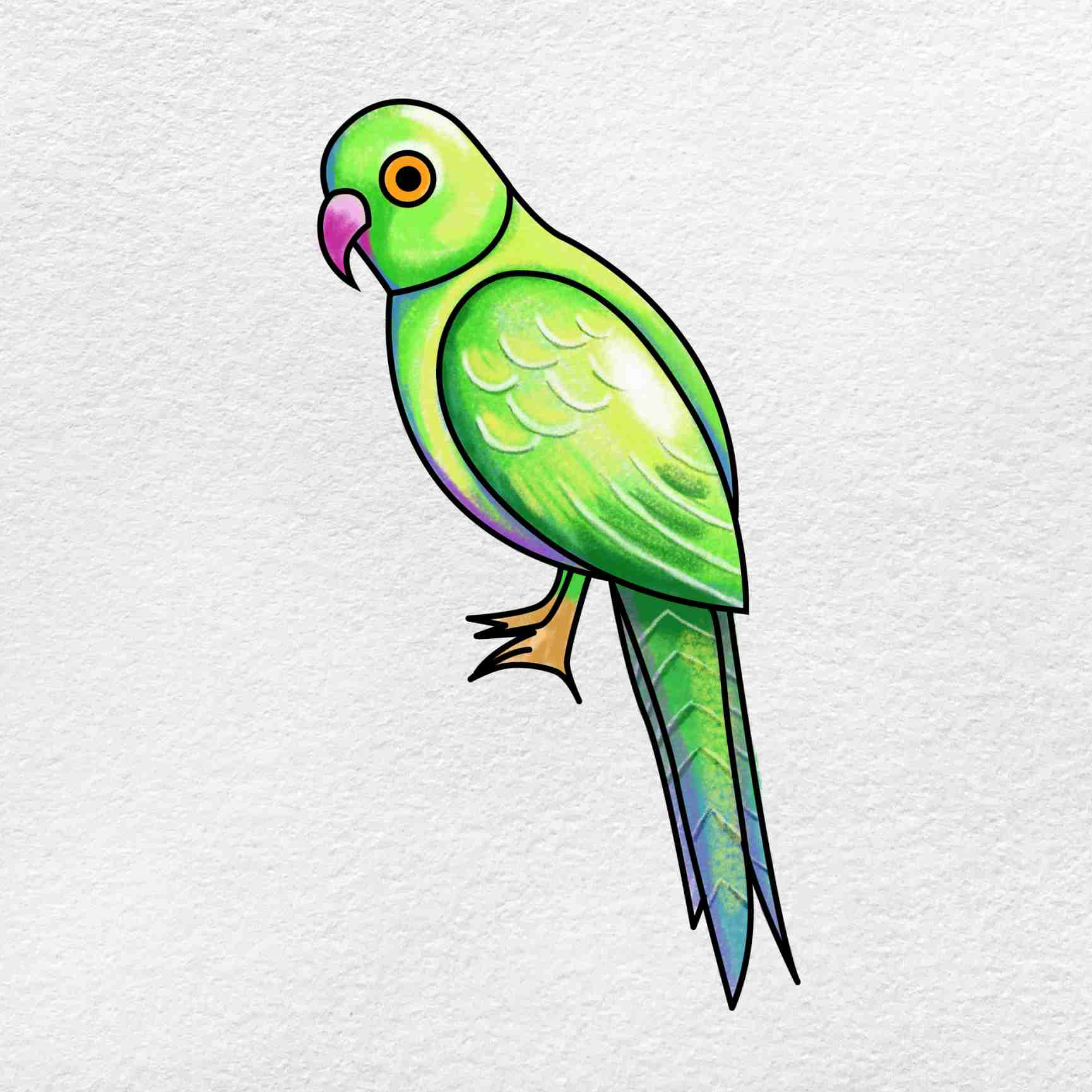 Illustrated Guide on How to Draw a Parrot