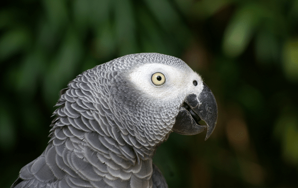 Colorful Parrots