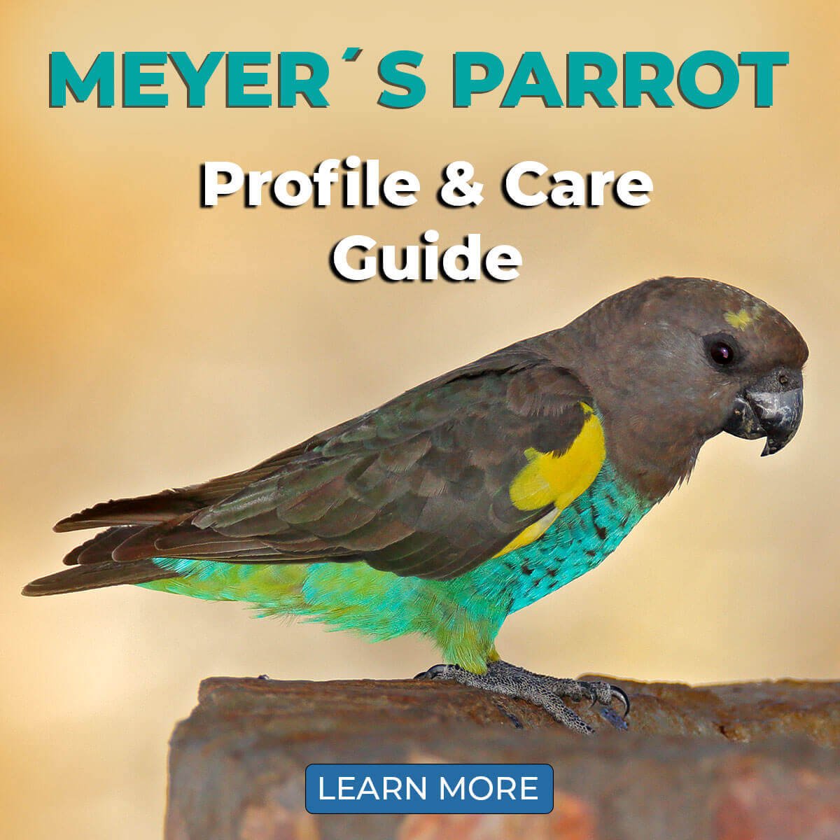 Meyers Parrot