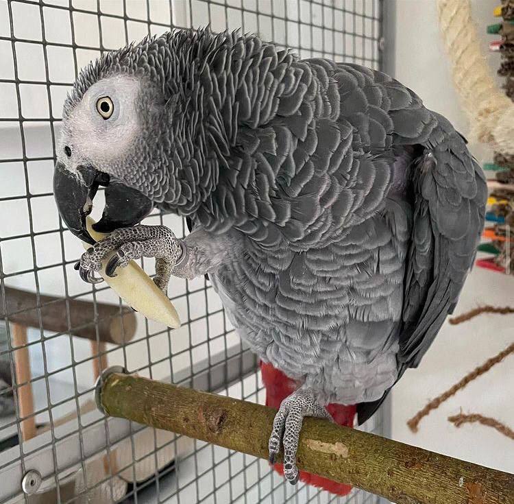 African Gray Parrot