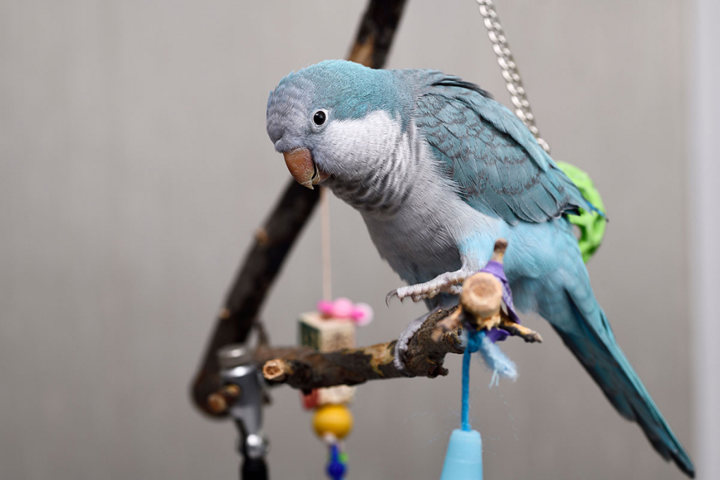 Quaker Parrot