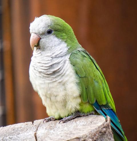 Healthy Quaker Parrot