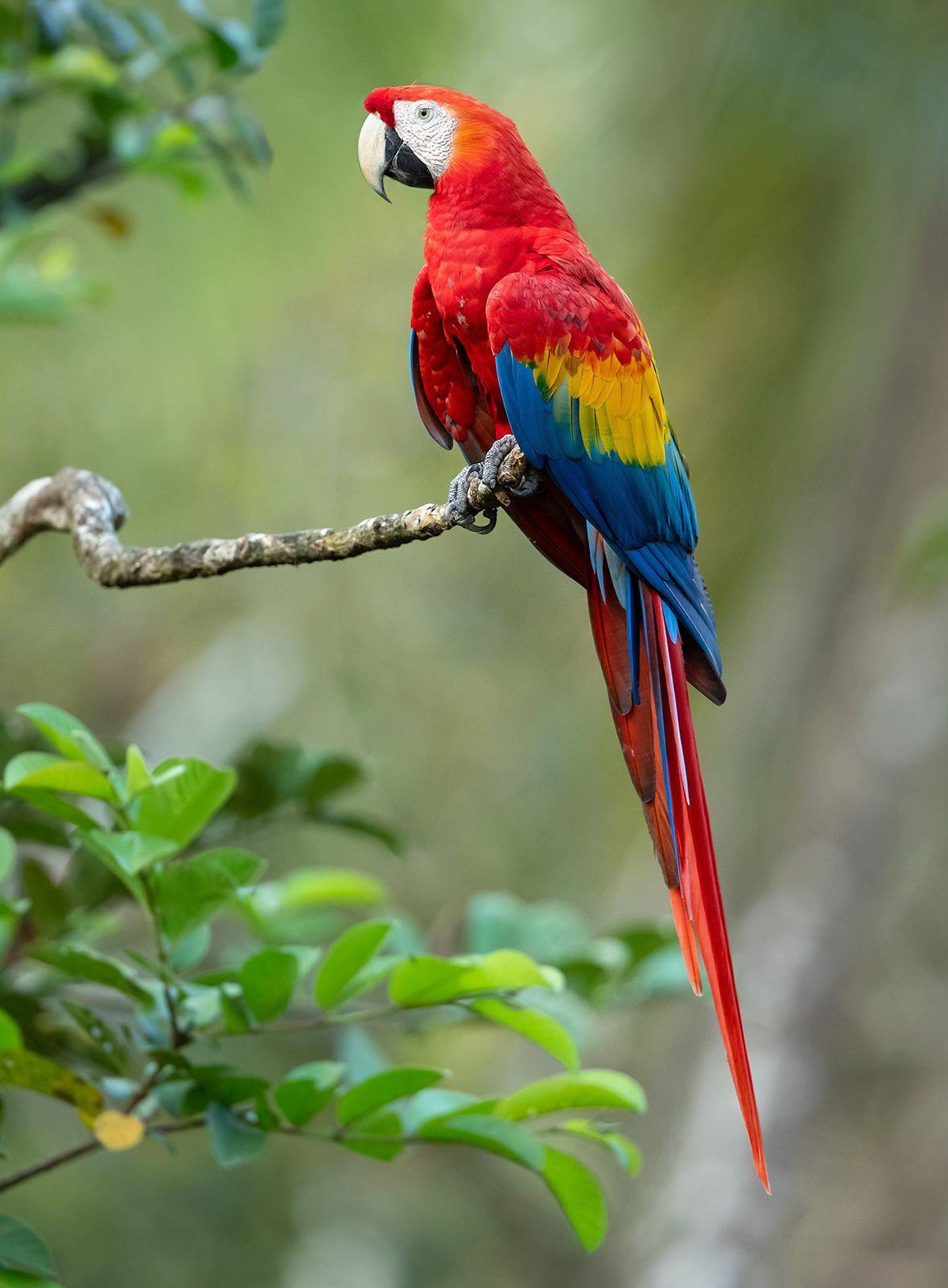 Rainbow Parrot