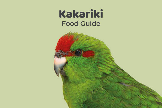 Kakariki Parrot