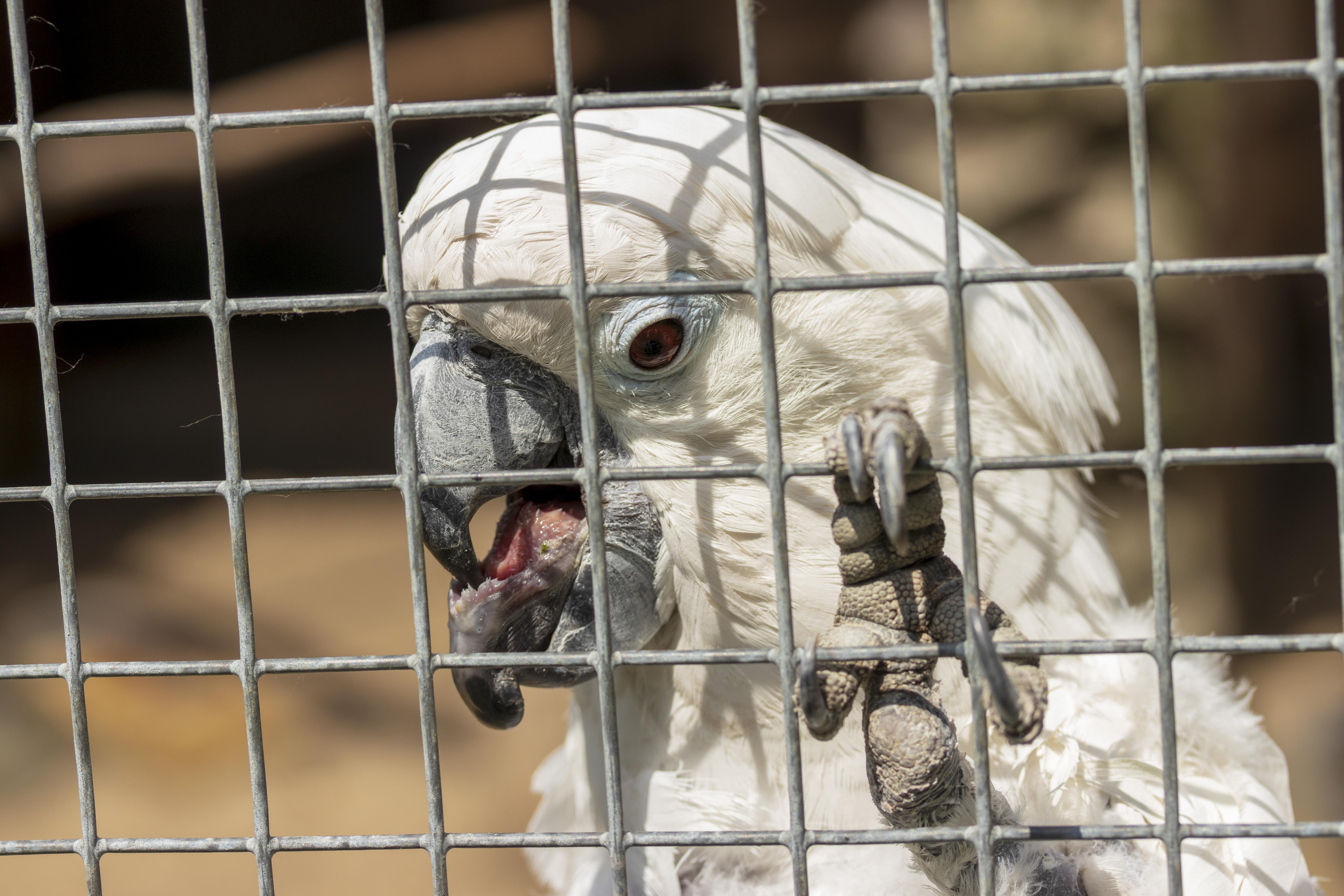 Healthy Parrot Tongue