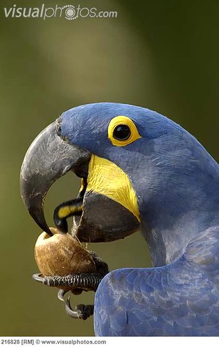 Parrot Speaking