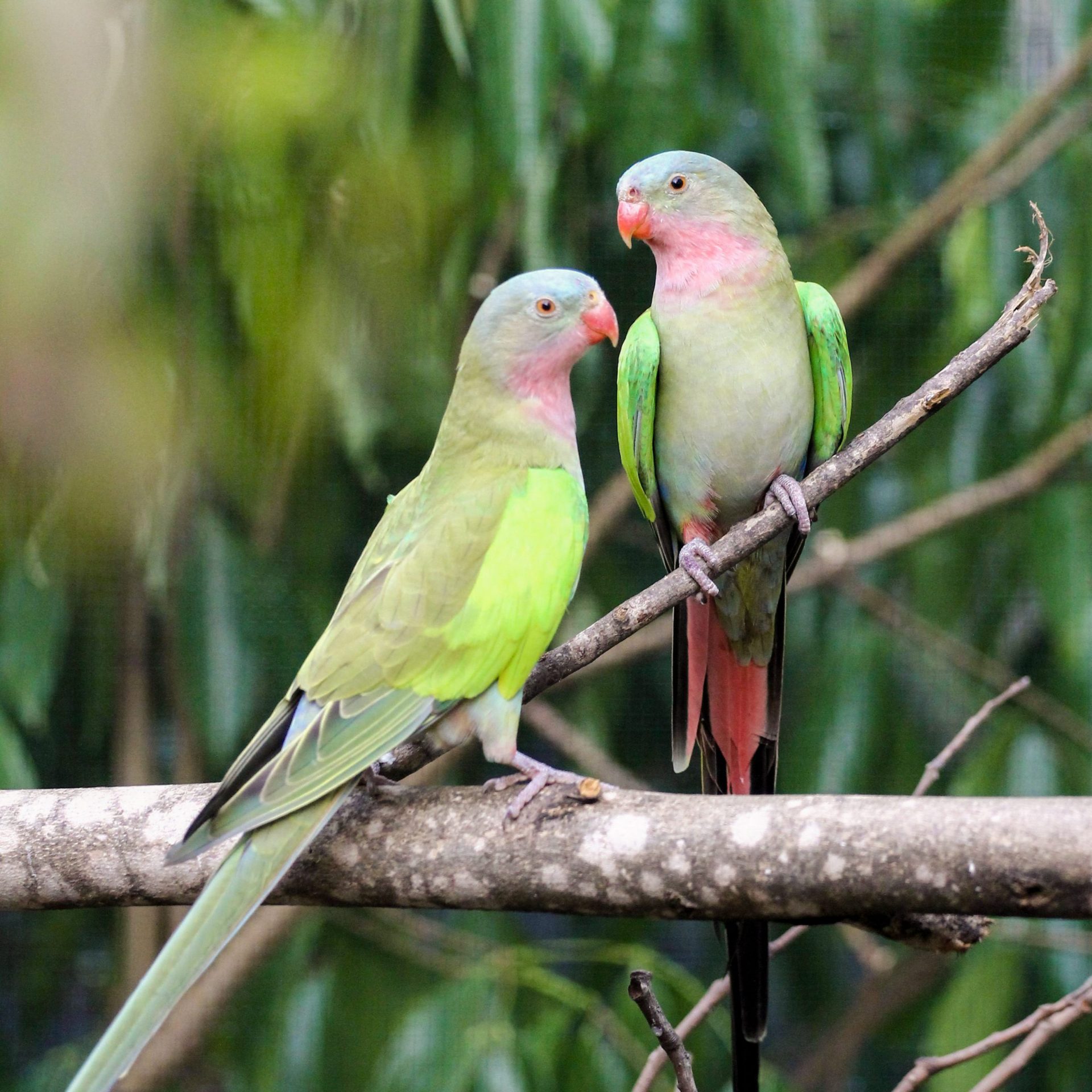 Princess Parrot