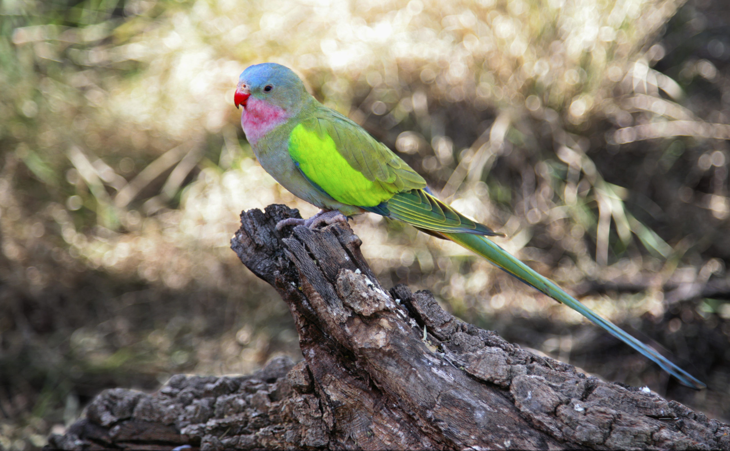 Care for Princess Parrot