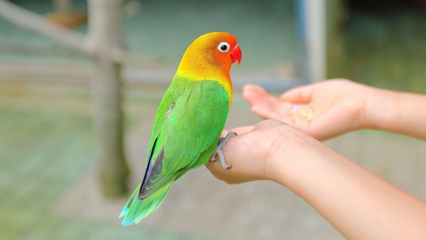 Another Small Parrot