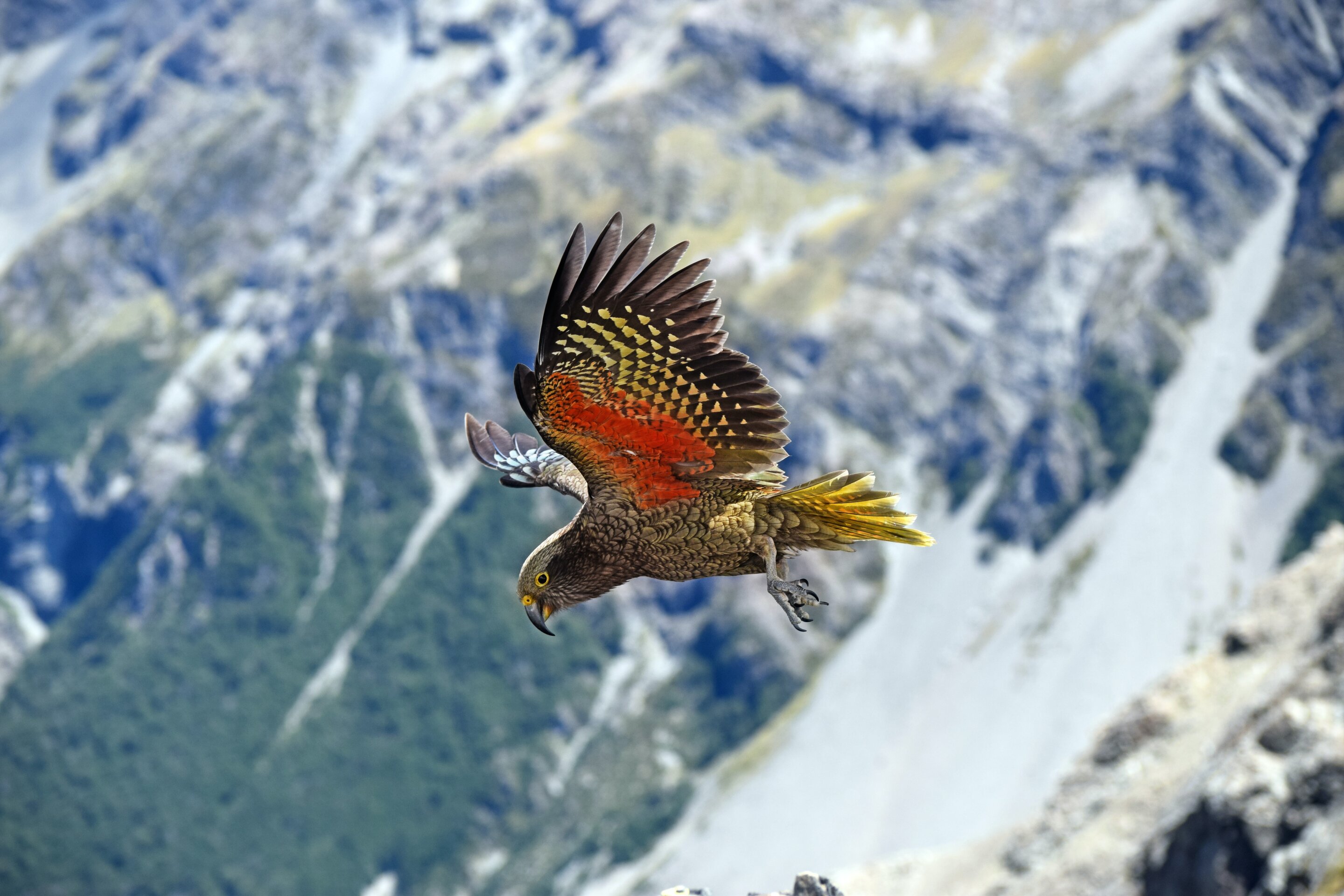 Alpine Parrot