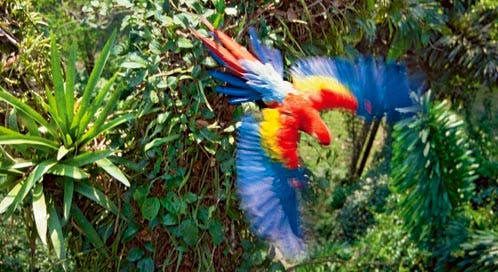 Colorful Mexican Parrot