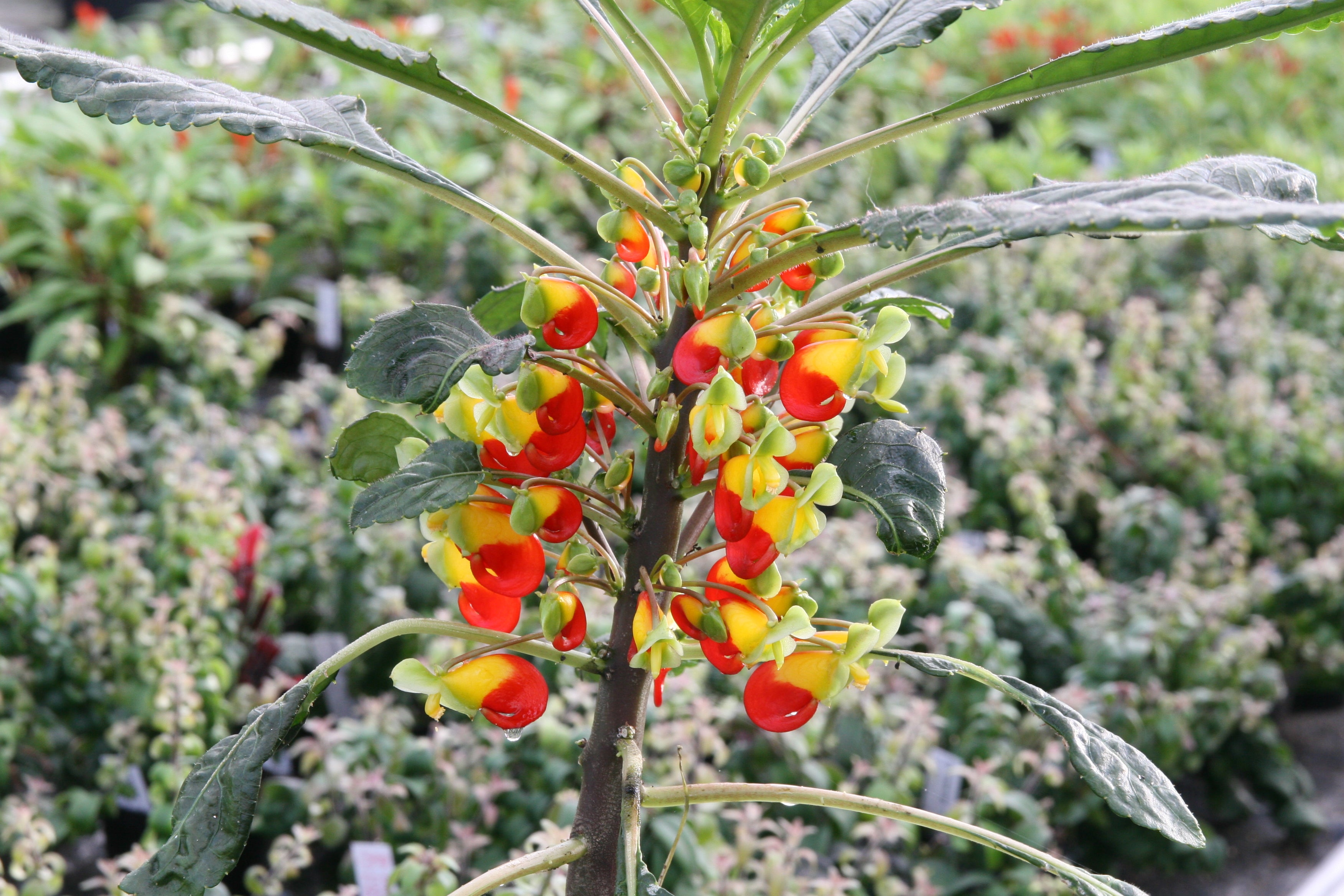 Parrot Plant