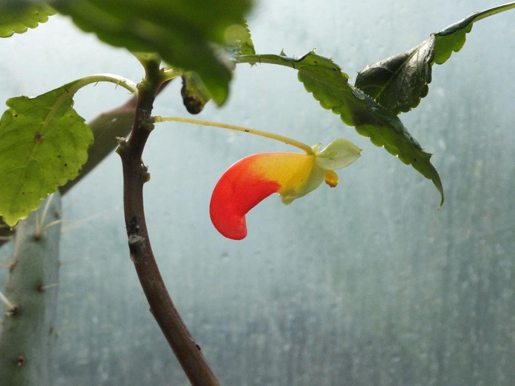 Healthy Parrot Plant