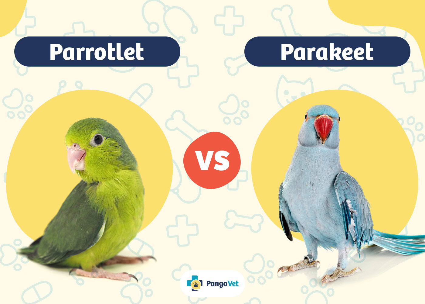 Parakeet vs Parrot