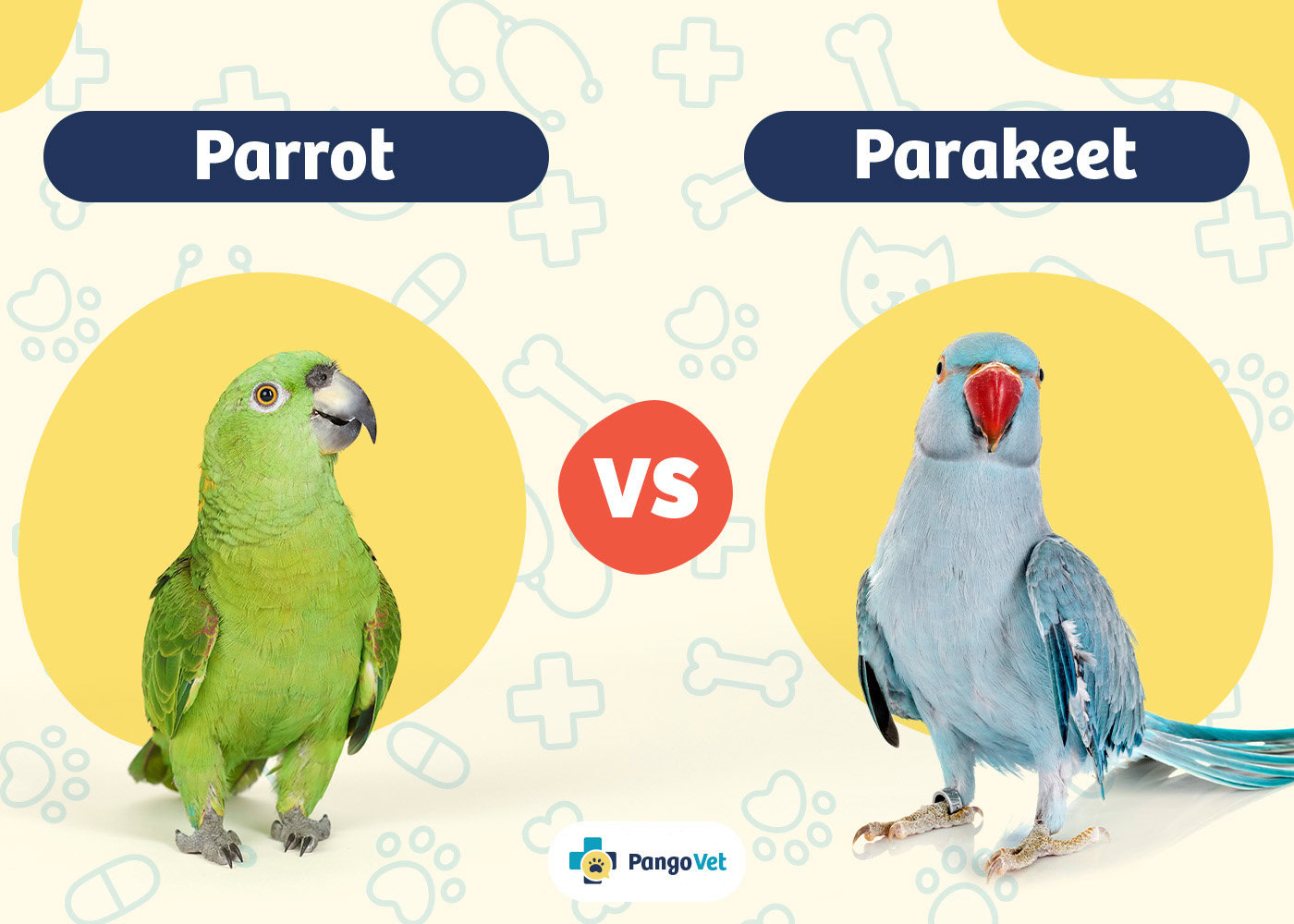 Parakeet and Parrot Side by Side