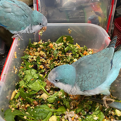 Healthy Quaker Parrot Diet