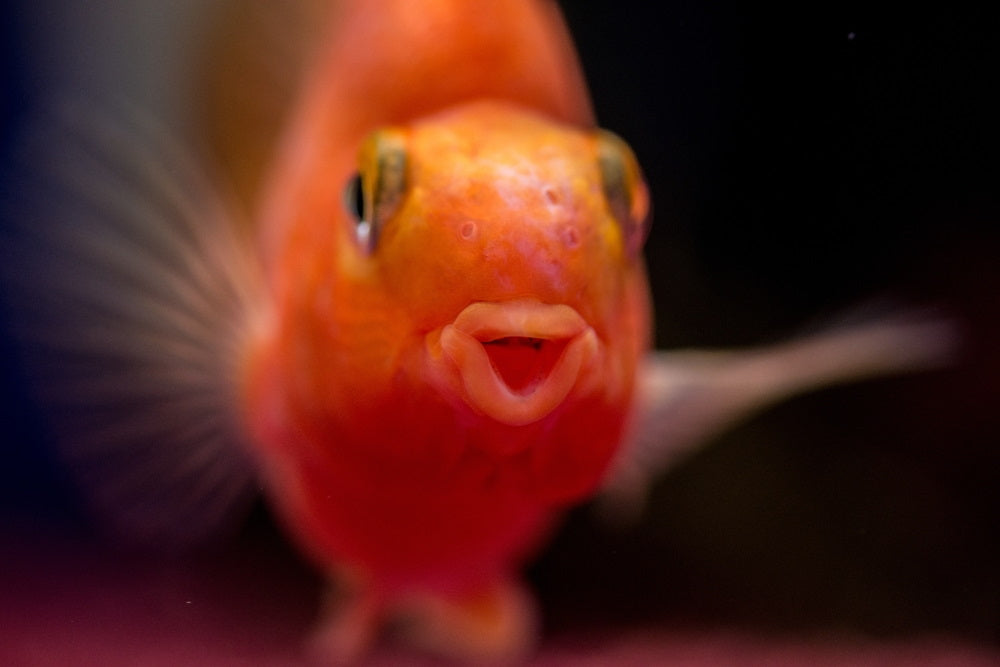 Blood Red Parrot Cichlid