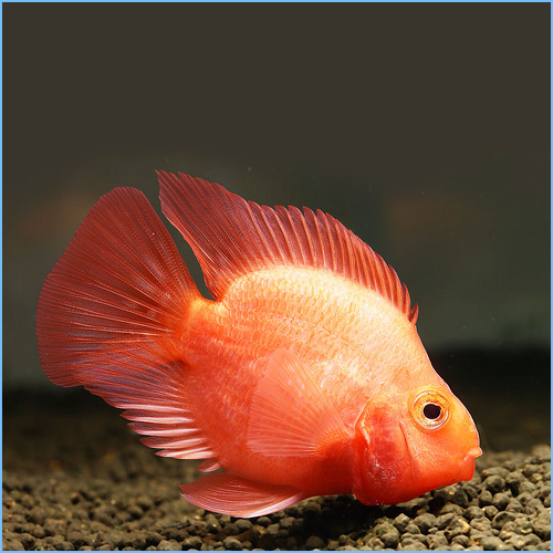 Beautiful Blood Red Parrot Cichlid