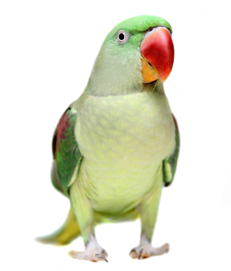 Alexandrine Parrot