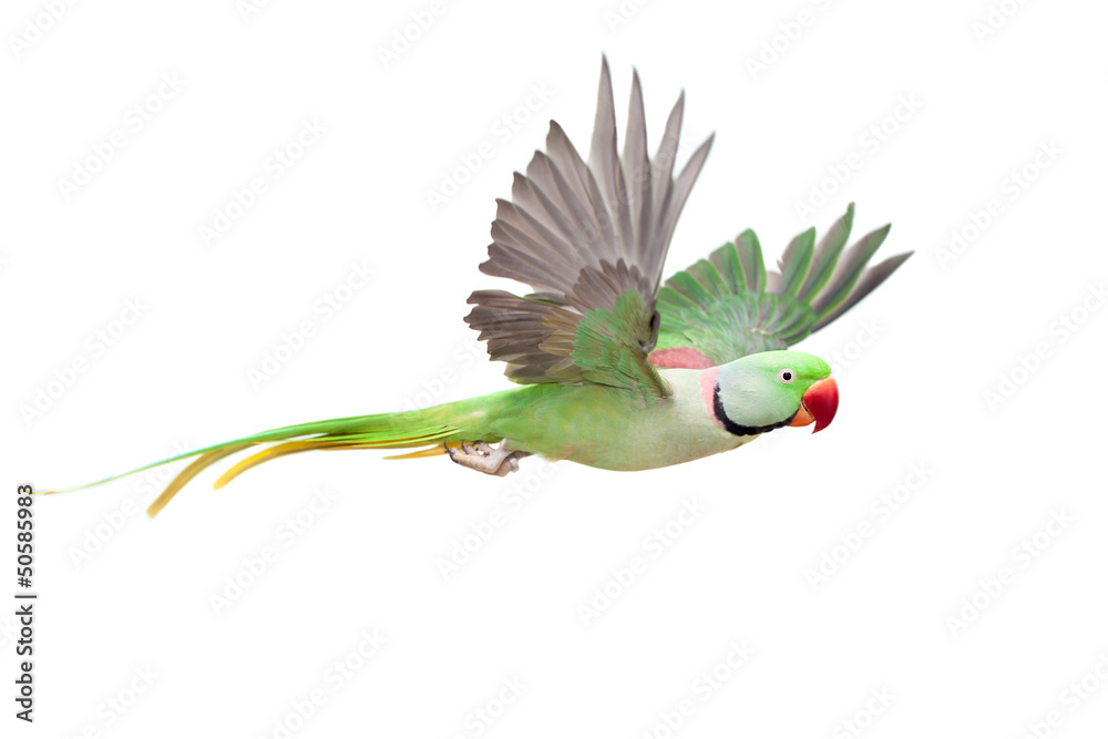 Alexandrine Parrot in Play