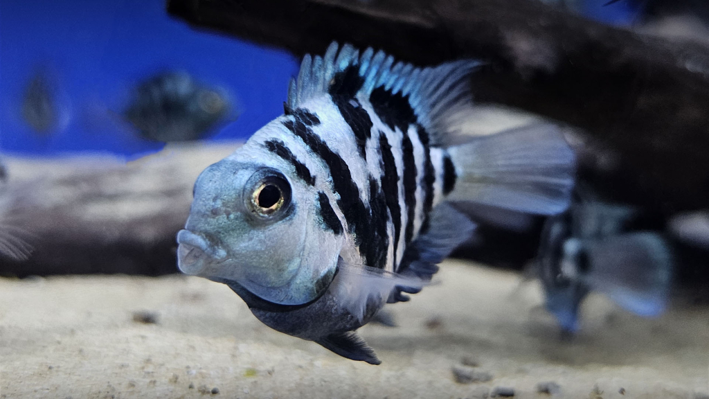 Polar Parrot Fish