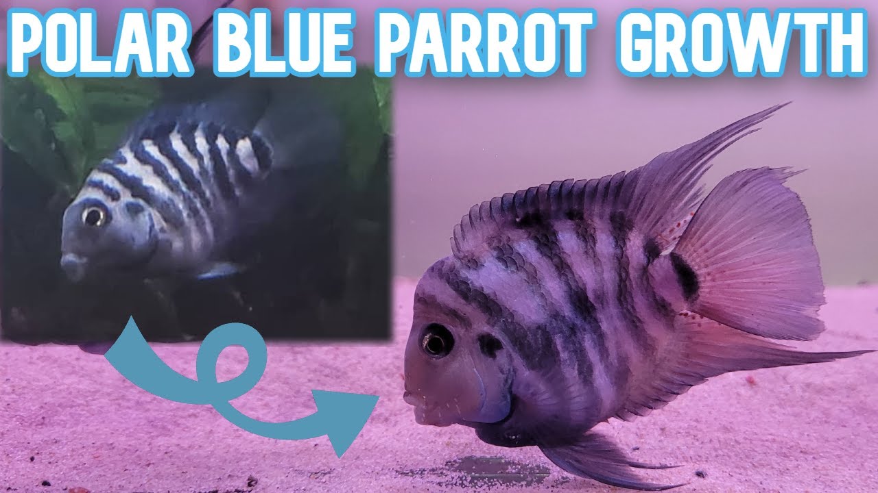 Another Polar Parrot Fish