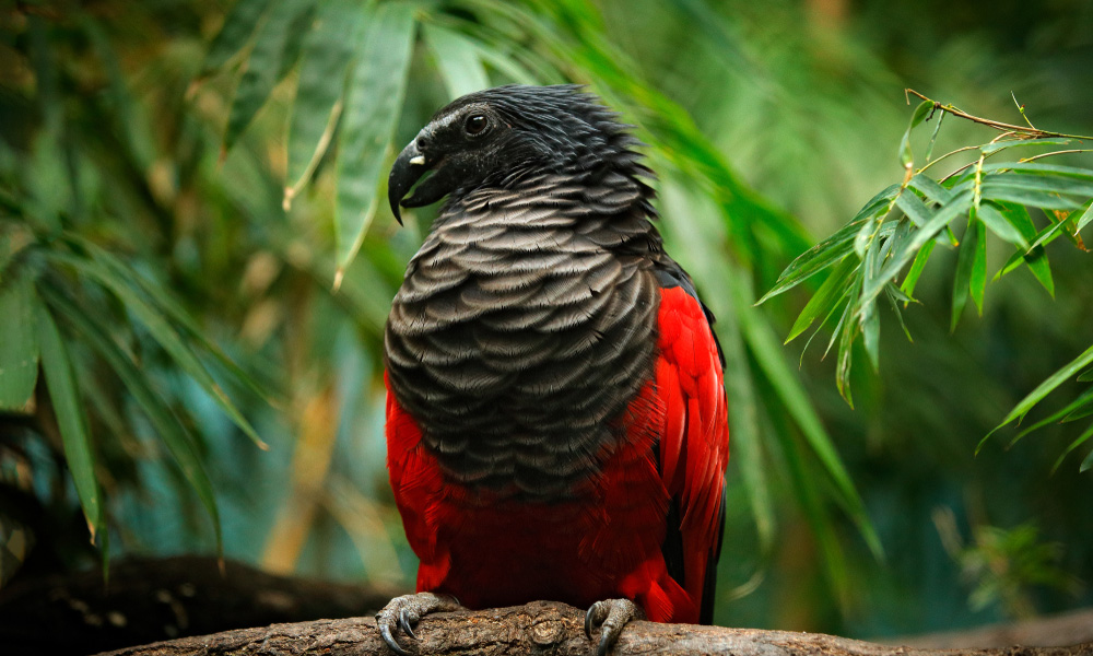 Vibrant Macaw perched on a tree