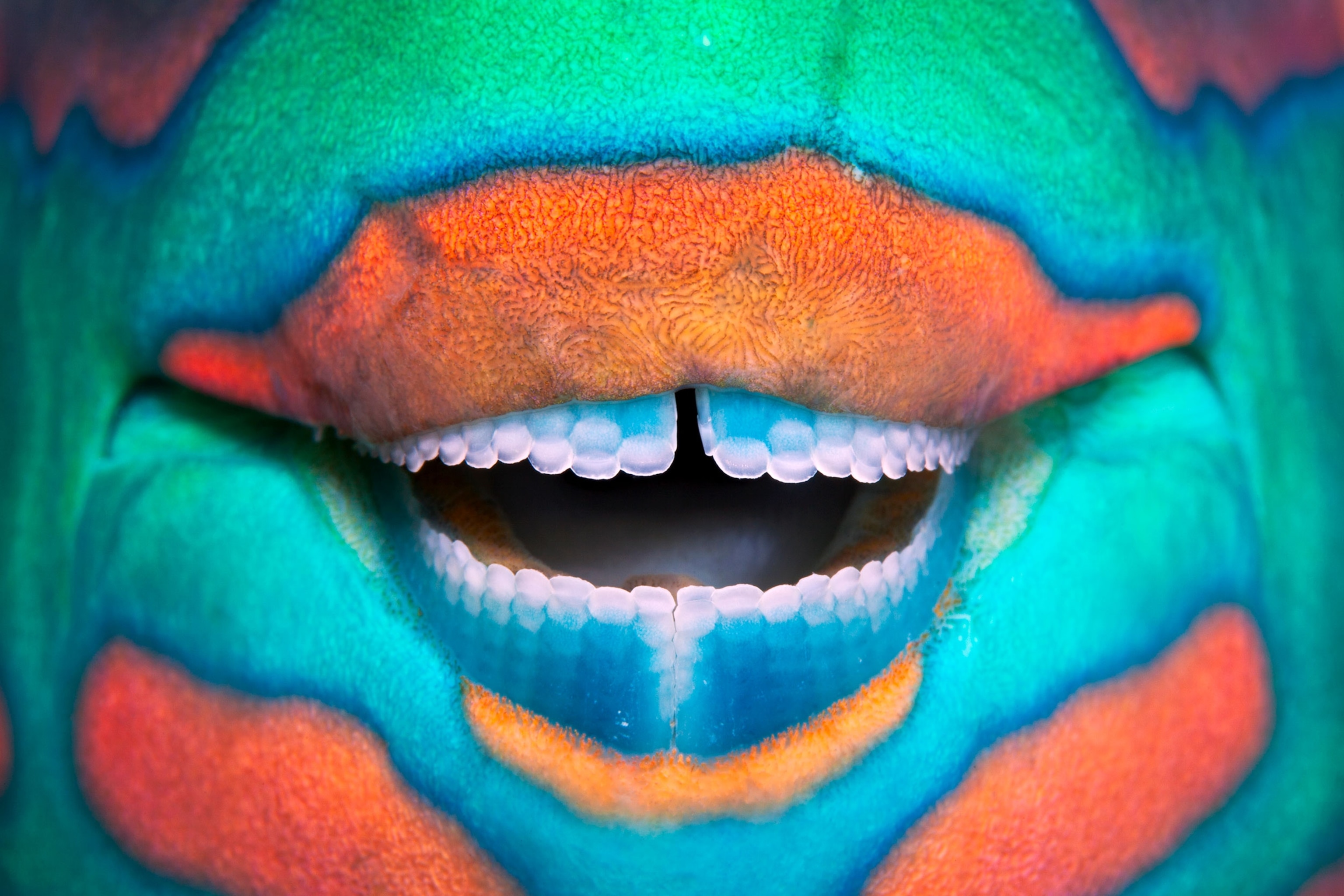 Close-up of Parrot Fish Teeth