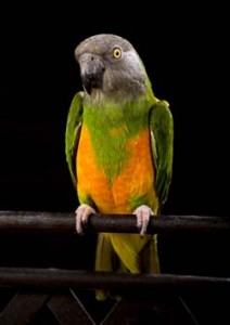 Senegal Parrots