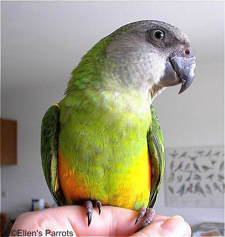 Healthy Senegal Parrots