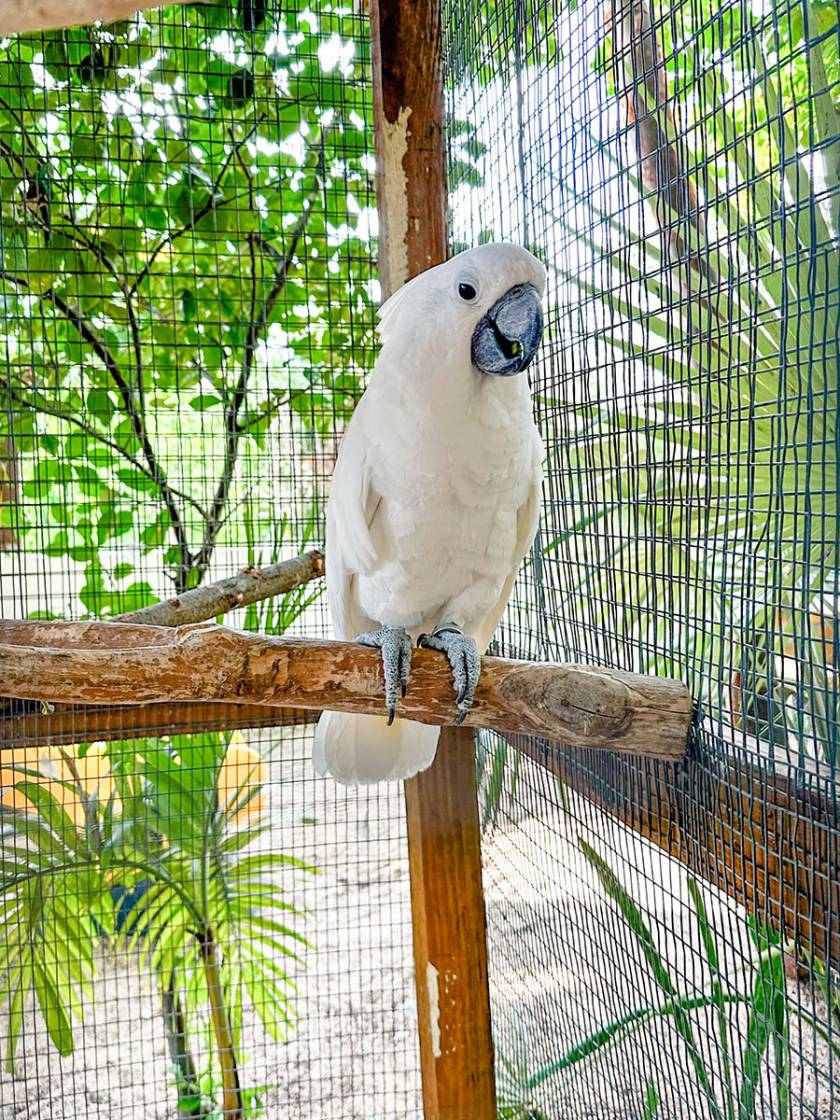 Parrot sanctuary image 1