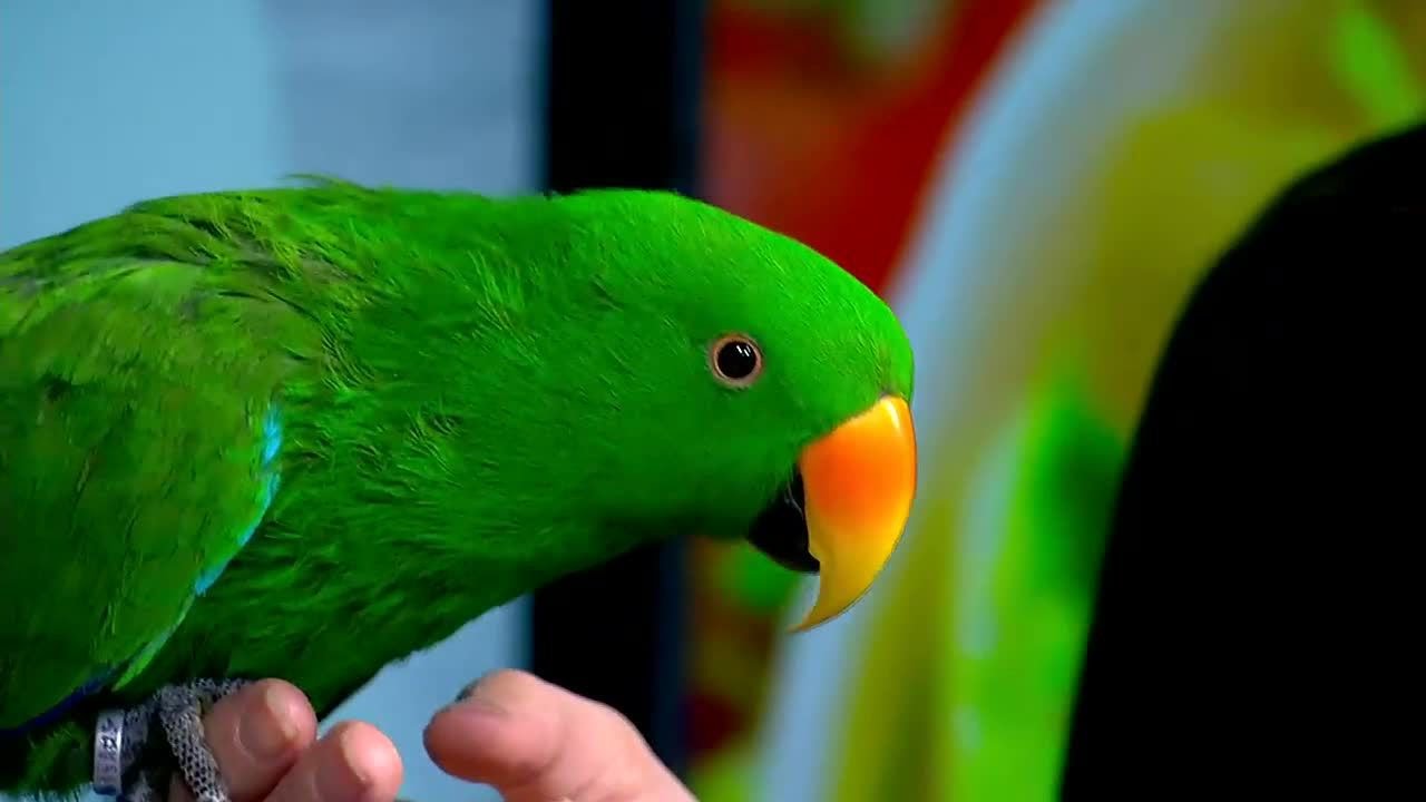 Eclectus Parrot