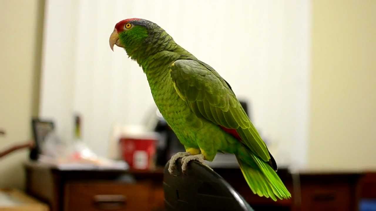 Amazon Parrot Care