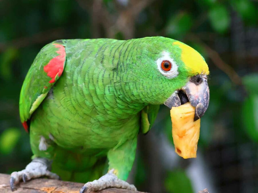 Caring for Amazon Parrots