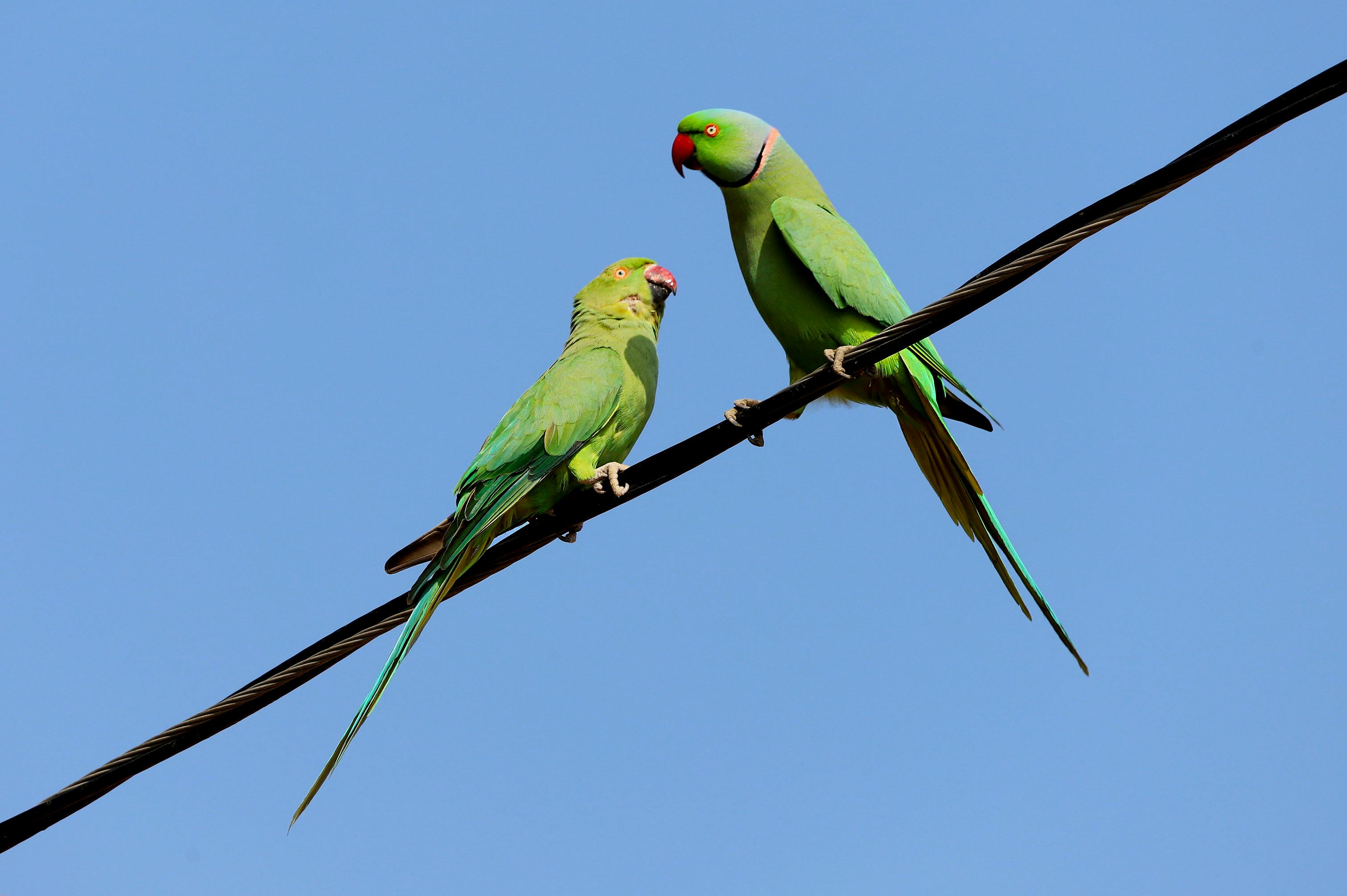 Indian Ringneck Parrot