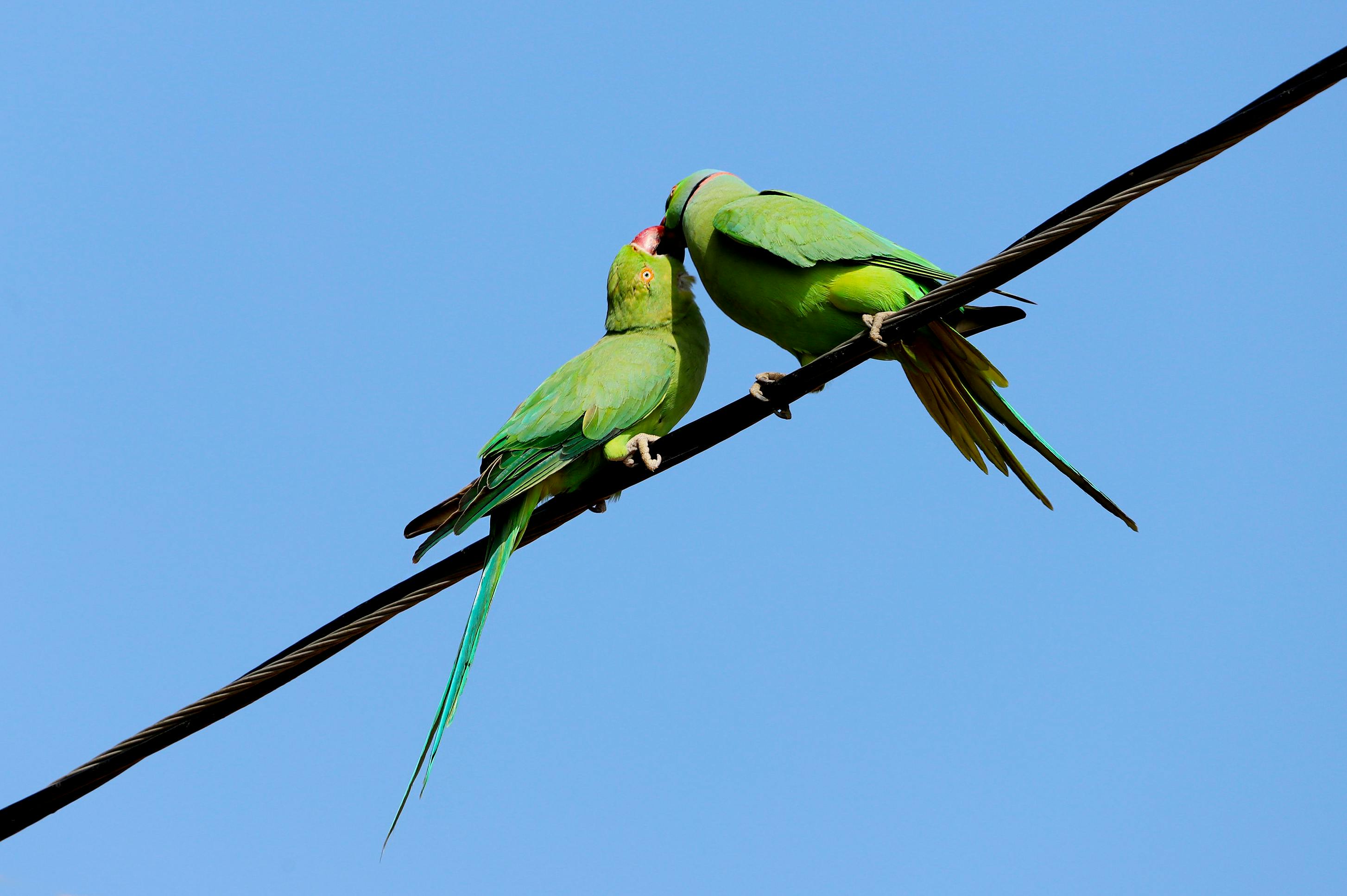 Indian Ringneck Parrot Training