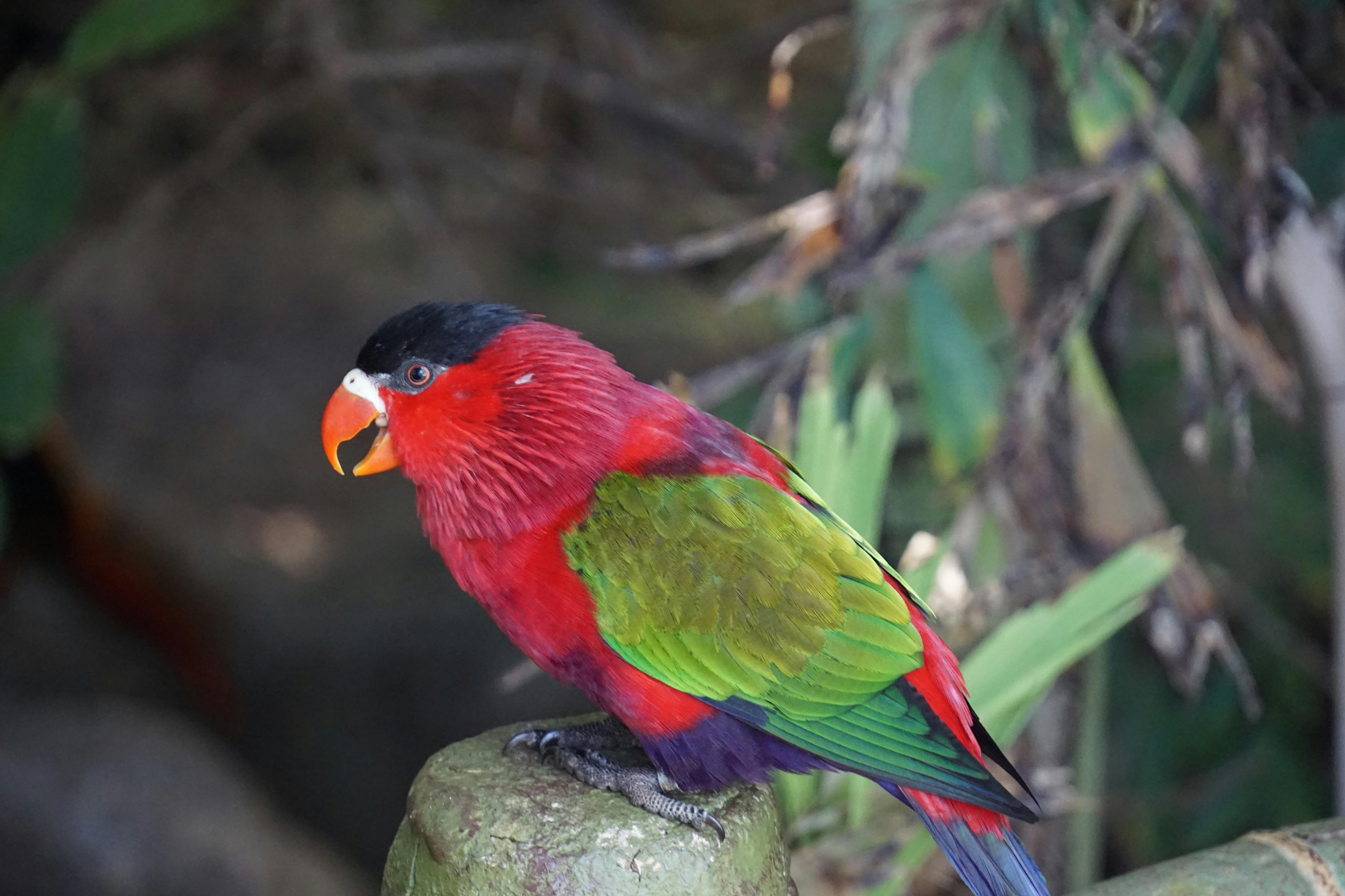 Colorful Party Parrot