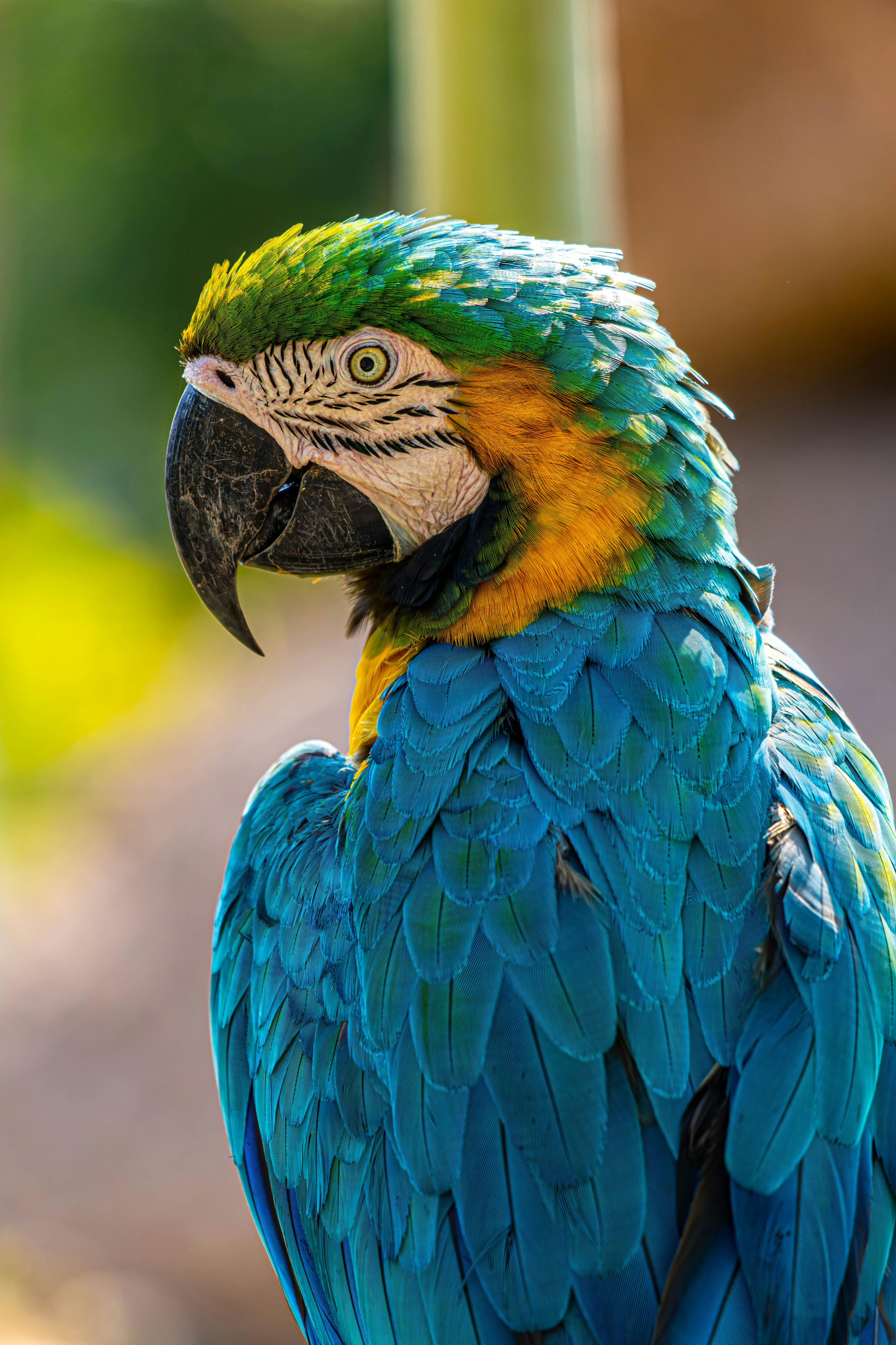 Festive Parrot Themed Party