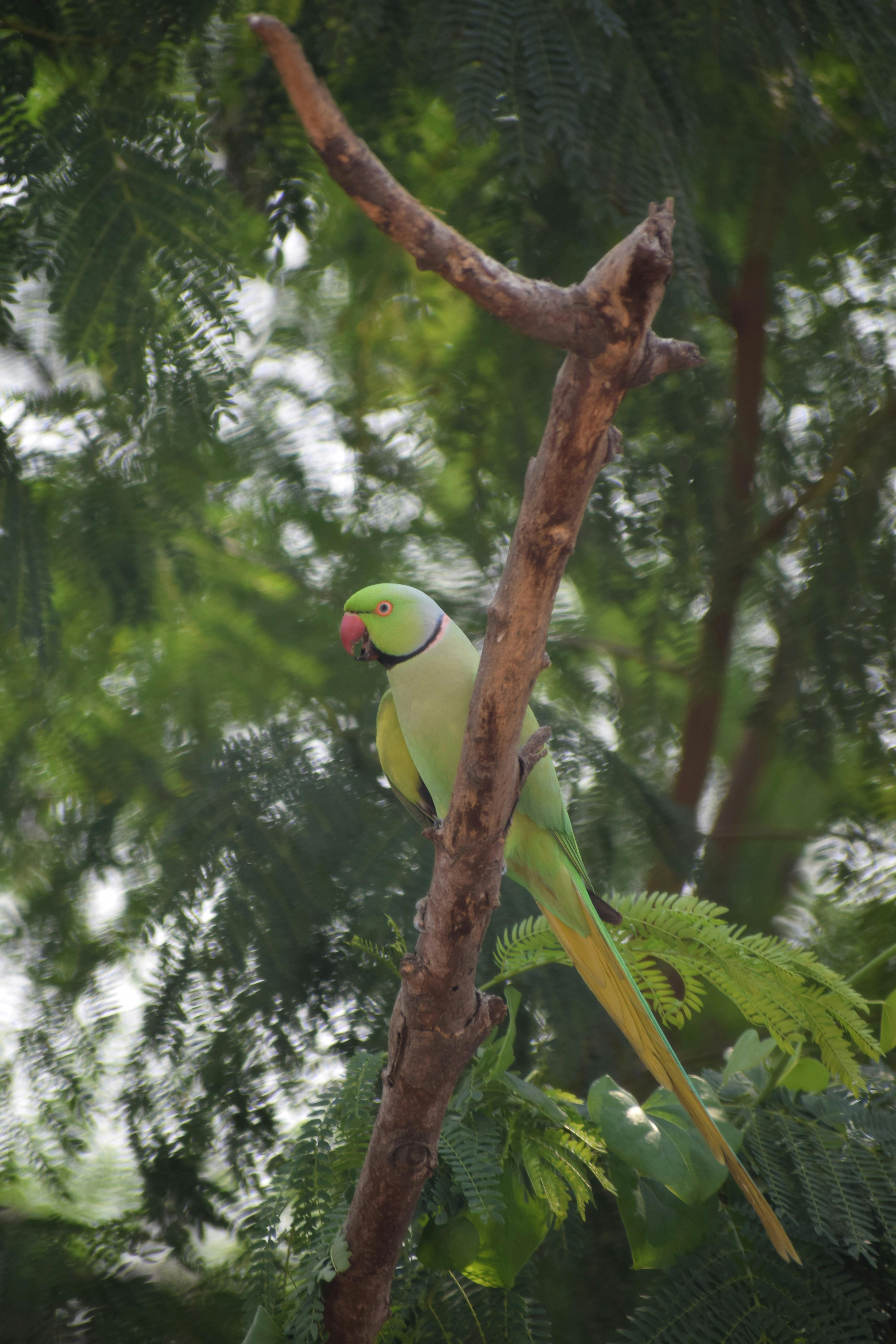 Parrot Key Hotel Resort