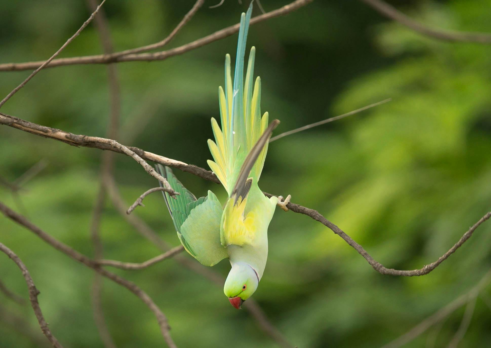 Kea Parrot In Nature