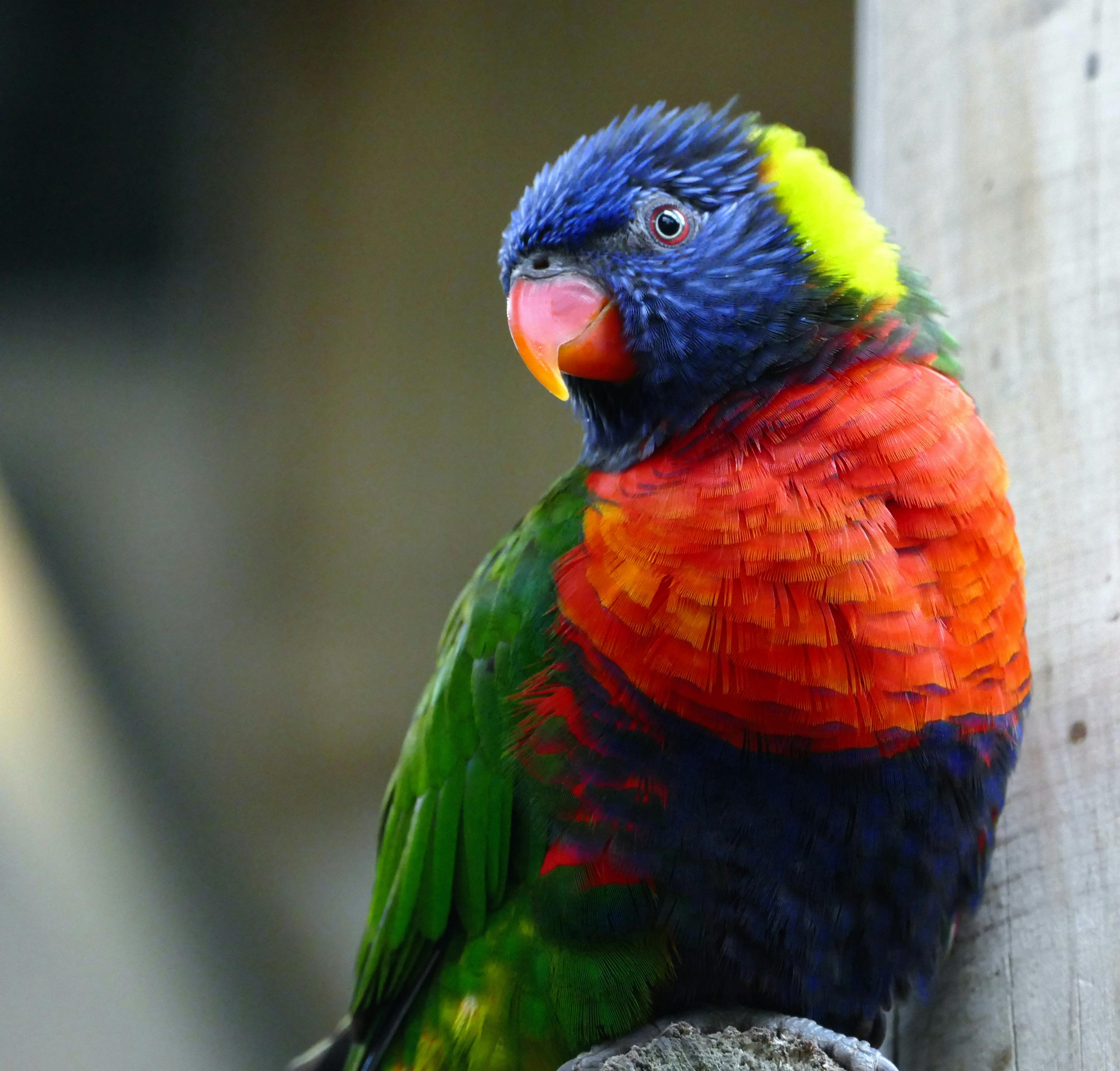 Pionus Parrot Enrichment