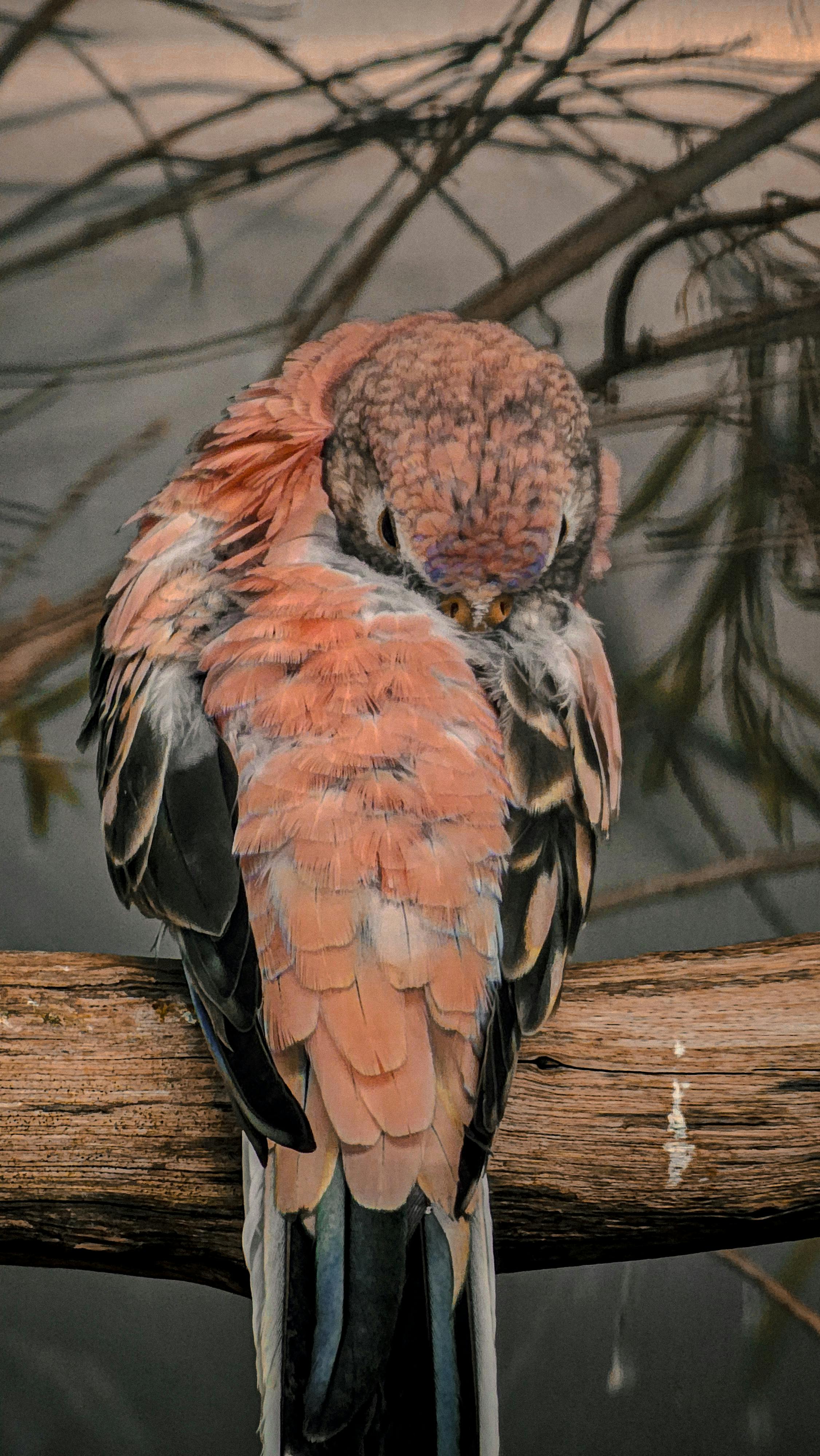 Grey Parrot Lifespan