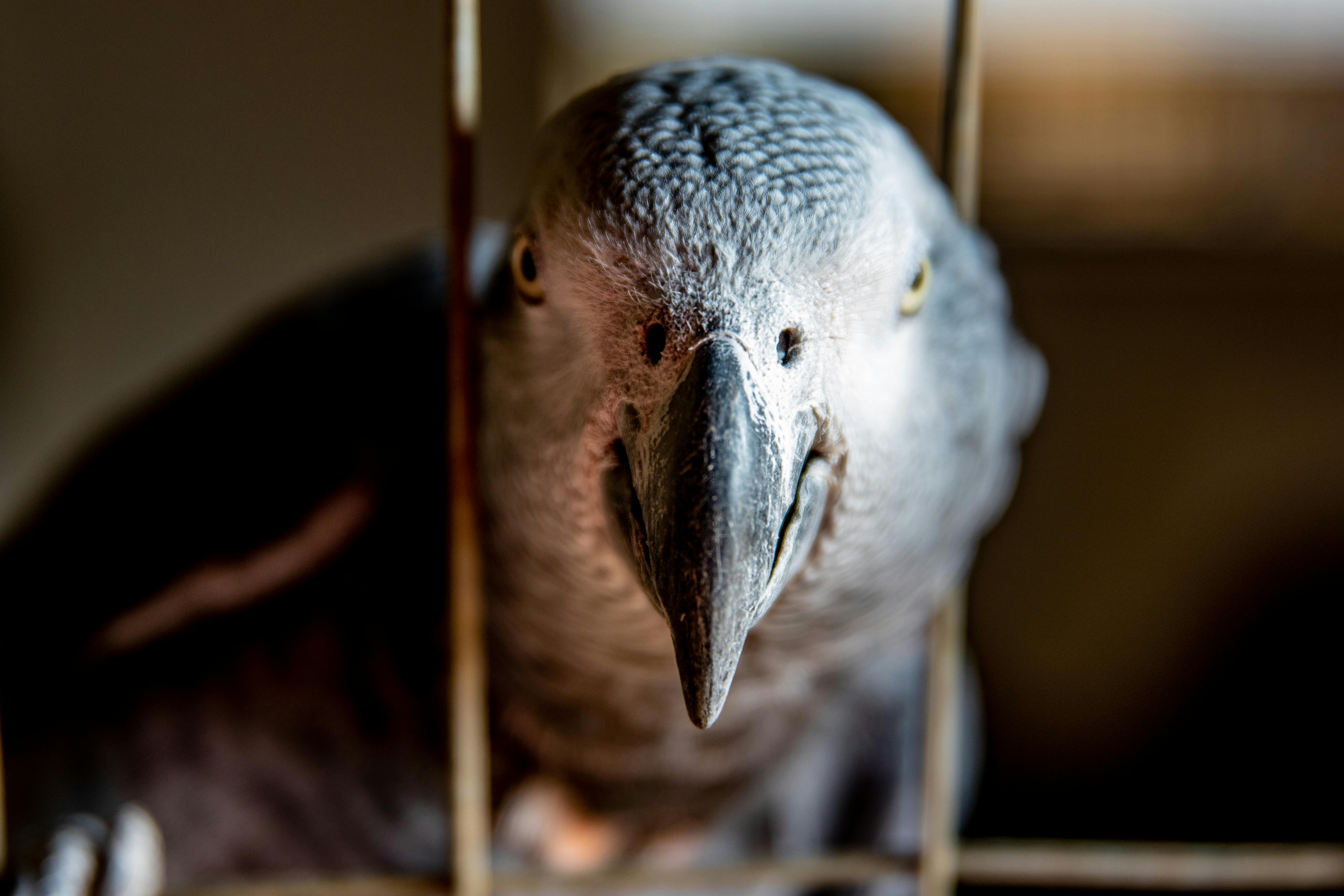 African Parrot