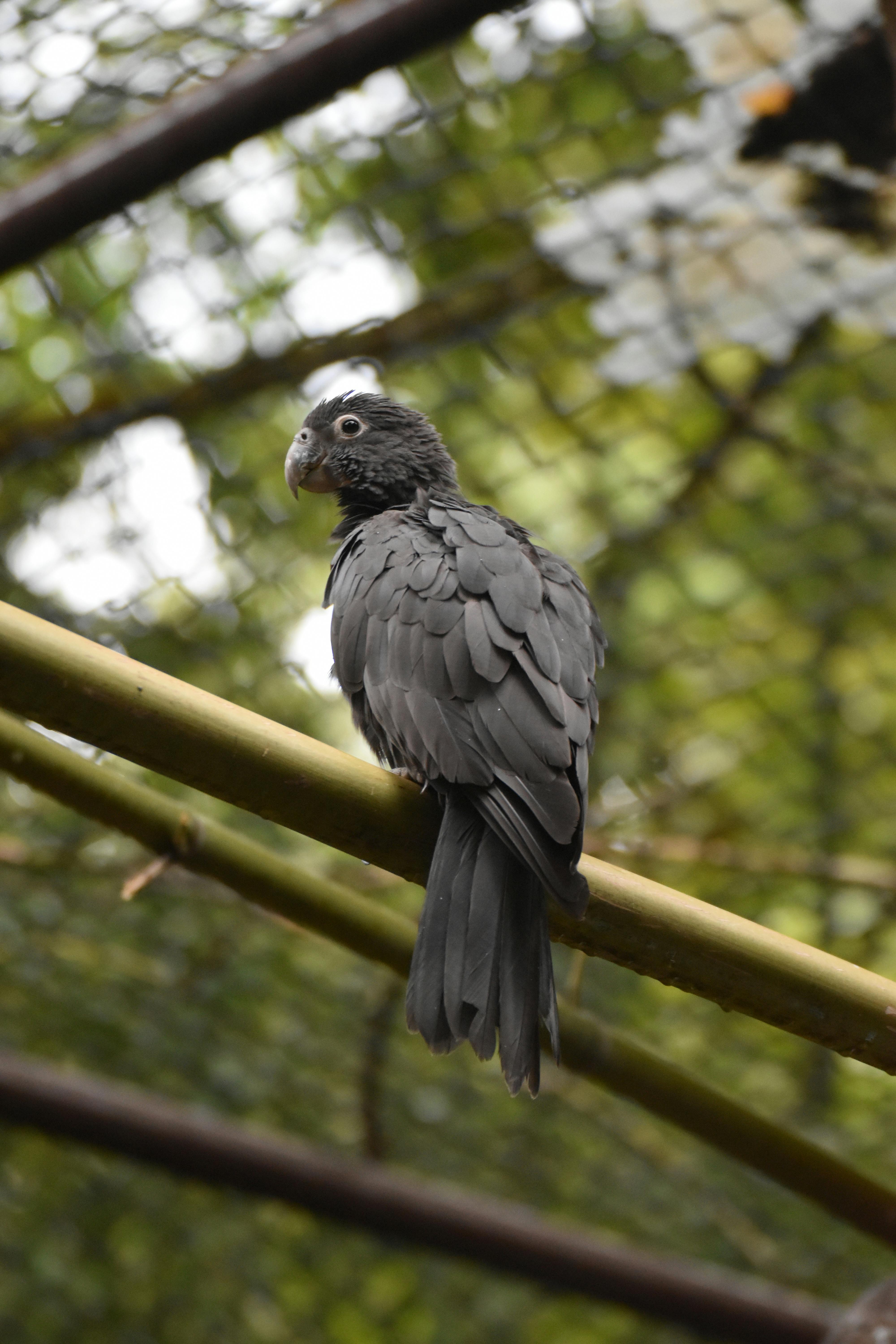 Healthy African Parrot