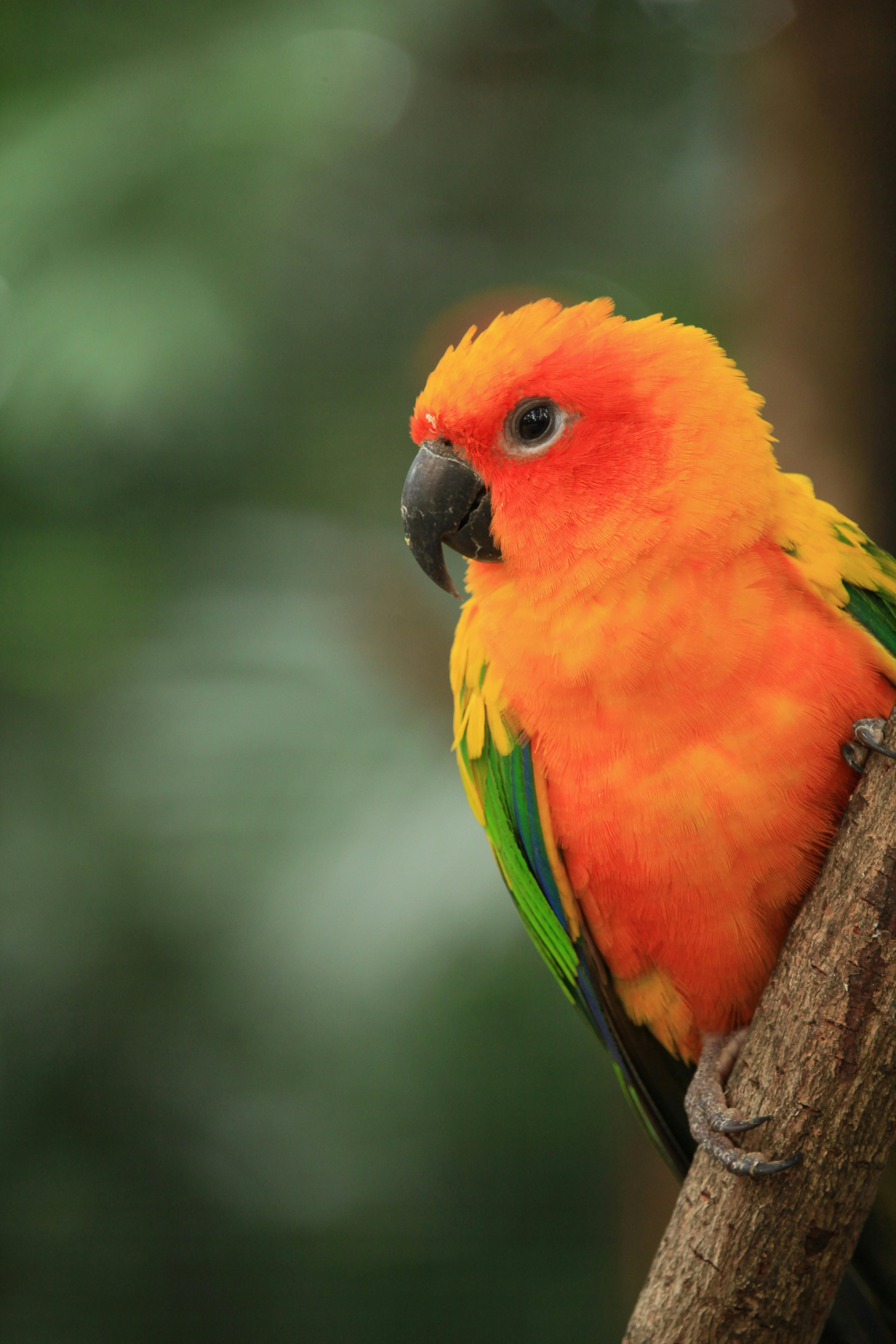 Conure Parrot