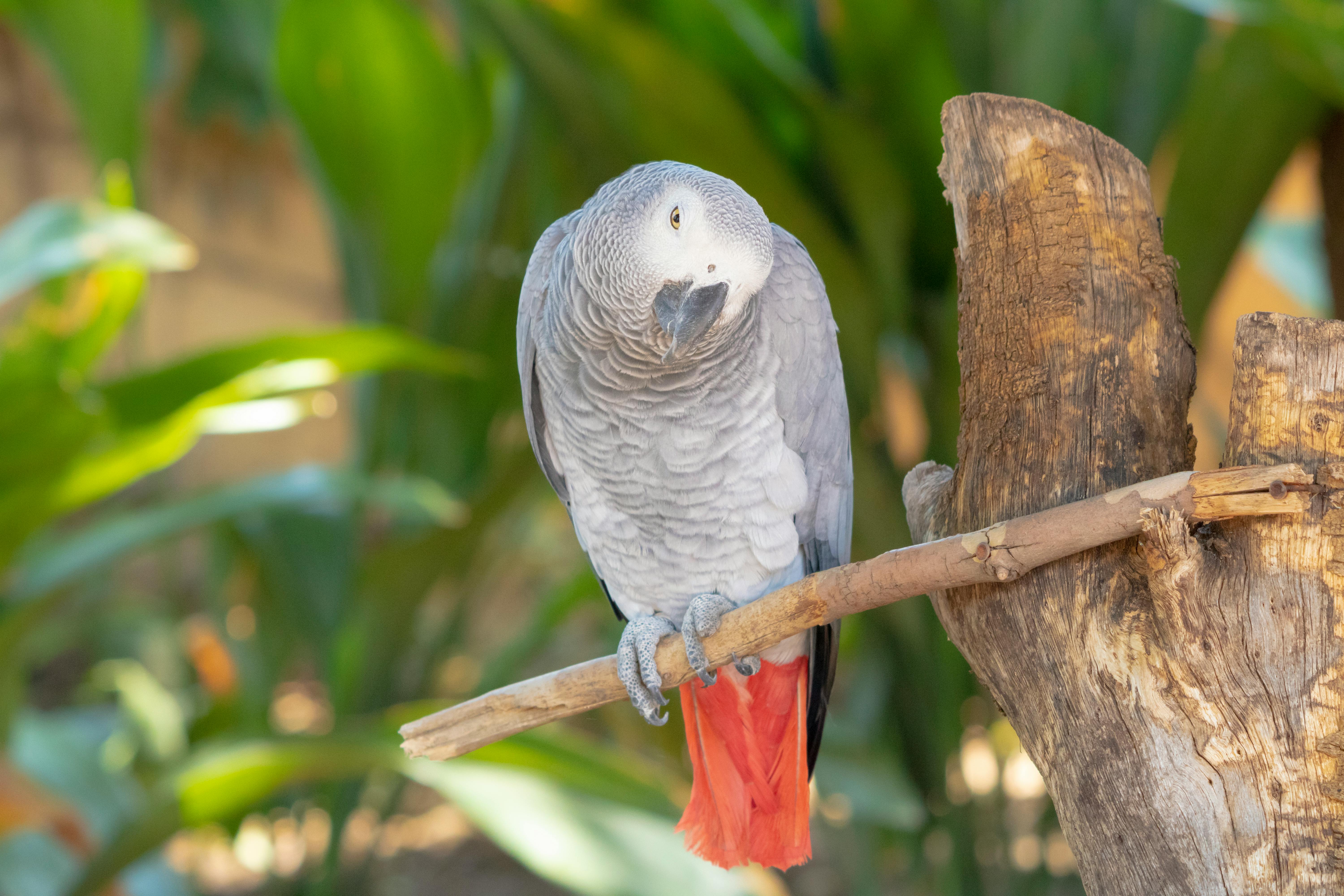 African Grey Parrot