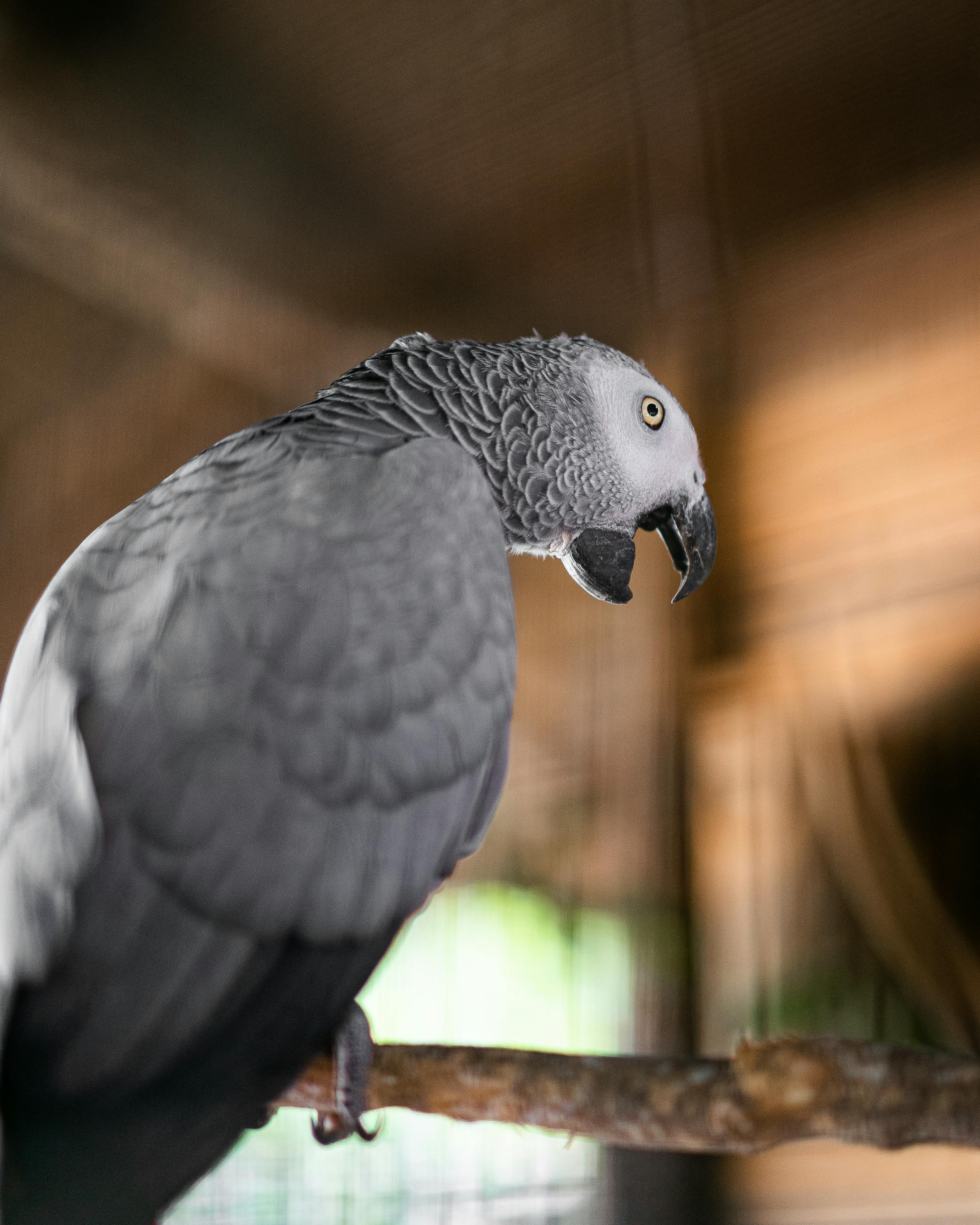 Healthy African Grey Parrot