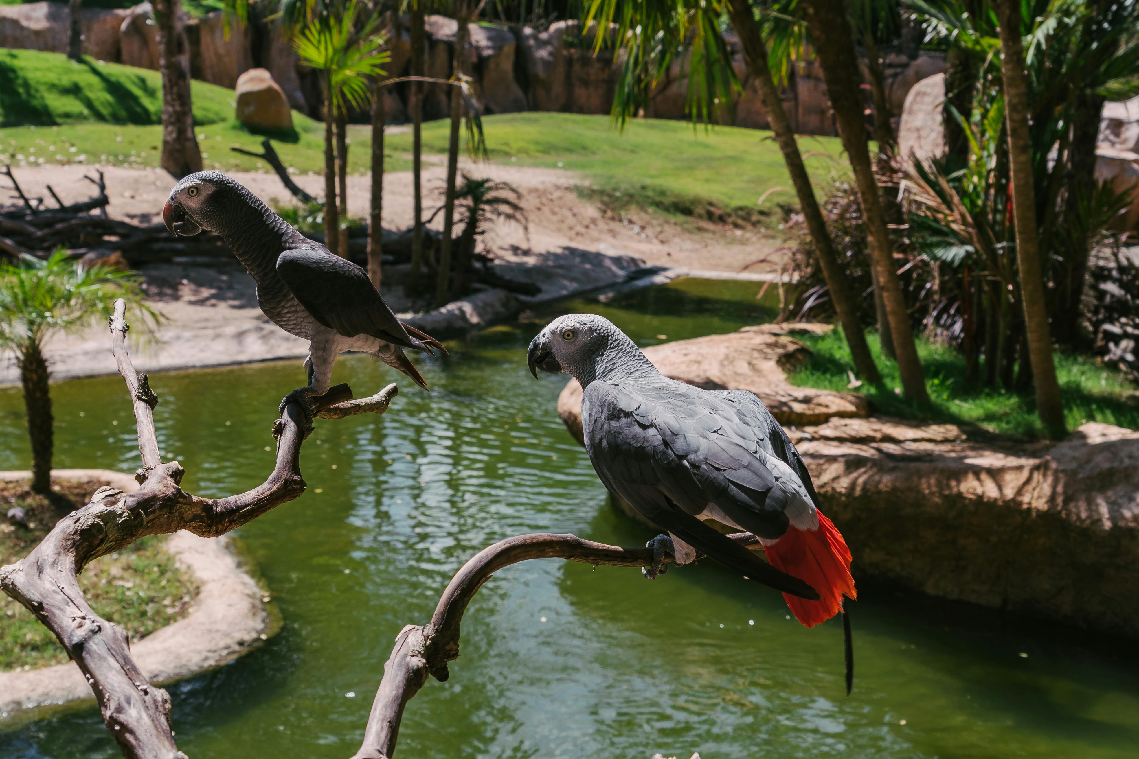 Gray Parrot Caring