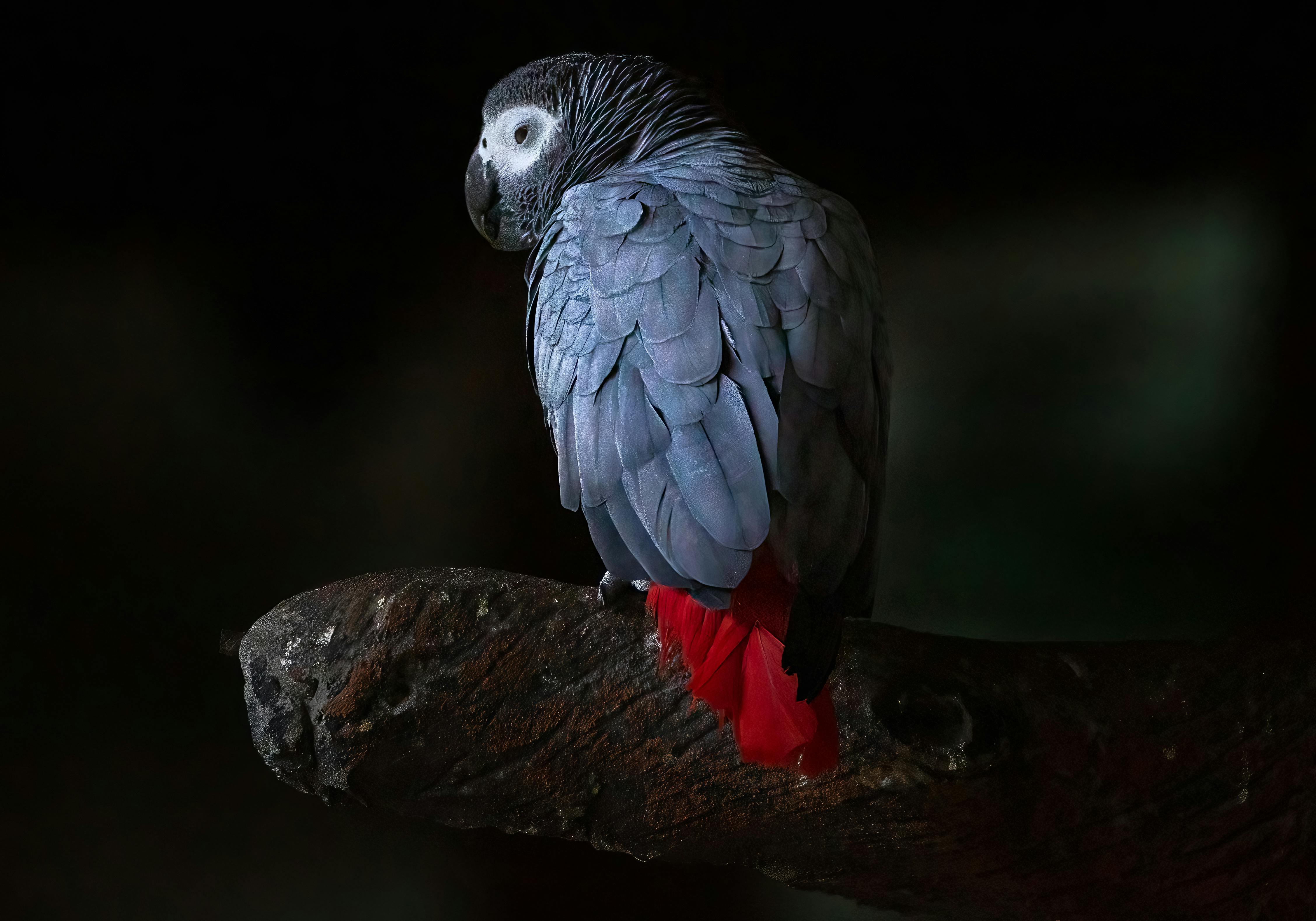 Training Your Gray Parrot